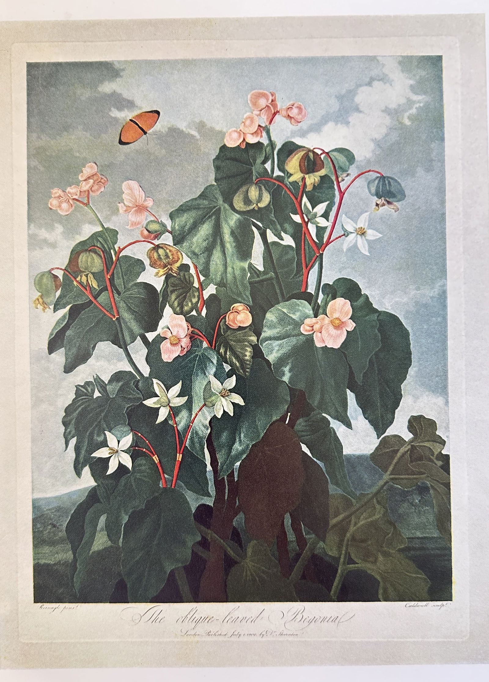James Caldwall, after – The Oblique-leaved Begonia – offset lithograph (1 of 3)