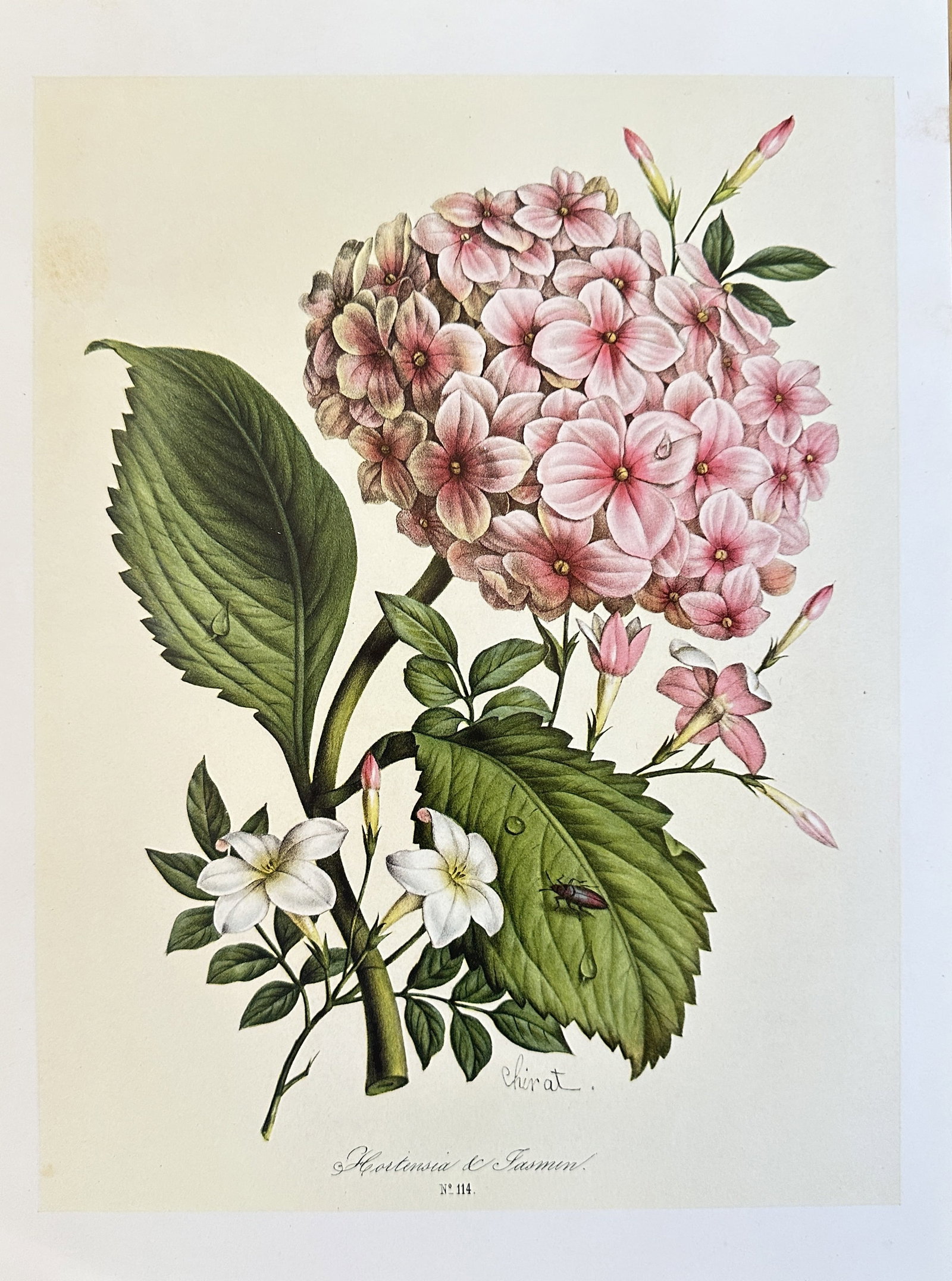 Benoit Chirat,after – Hydrangea and Jasmine – offset lithograph (20th century): A offset lithograph depicting a cluster of pink hydrangea-like flowers and a branch of white jasmine flowers with an insect resting on a leaf. Benoit Chirat was a French artist and publisher, known fo