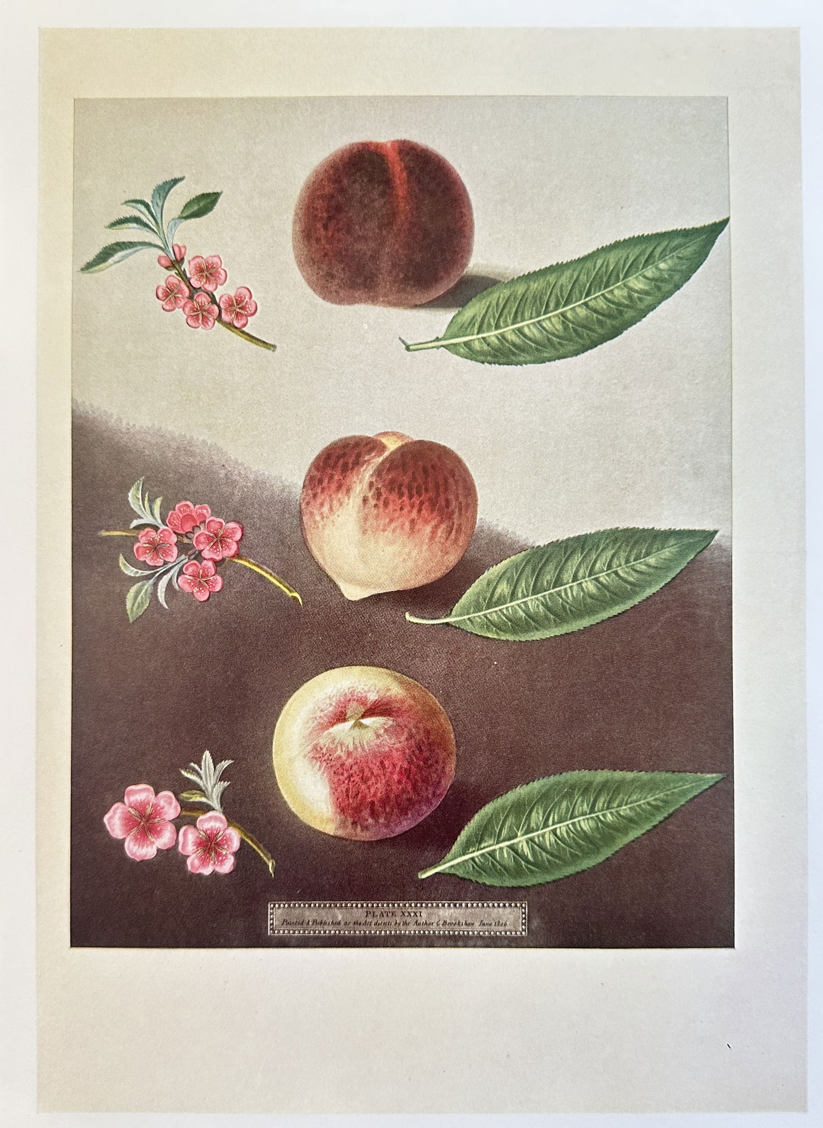 George Brookshaw,after – Peach Gallande Noblesse – offset lithograph (20th century): A offset lithograph based on work from the publication Pomona Britannica, depicting three peaches at different stages of ripeness along with their leaves and blossoms. George Brookshaw was an English