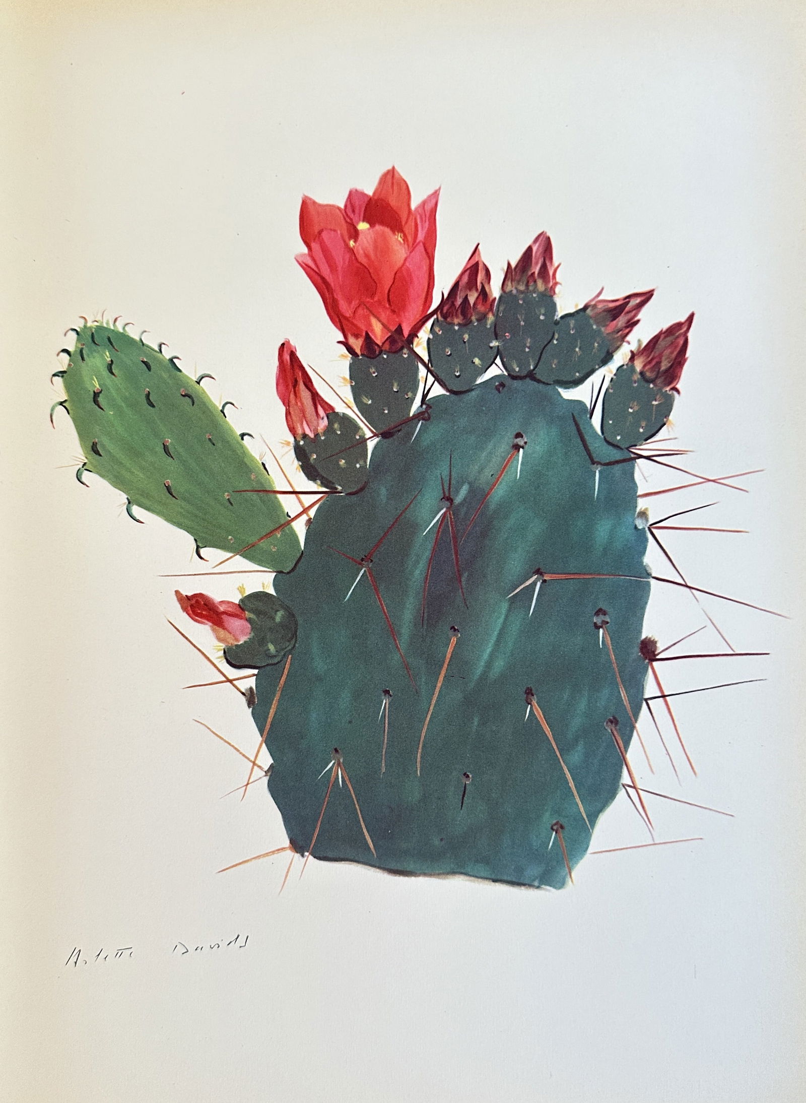 Arlette Davids (1888-1961),after – Prickly Pear Cactus with Flowers – offset lithograph (1 of 2)