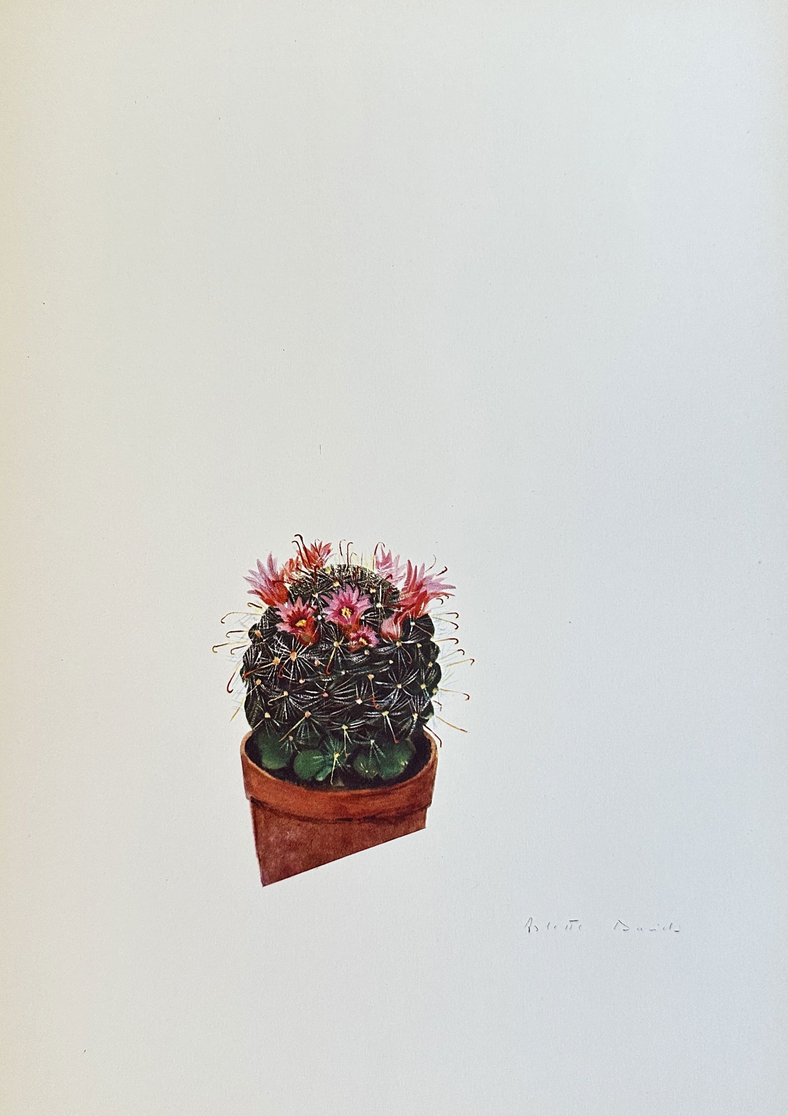 Arlette Davids (1888-1961),after – Barrel Cactus with Flowers – offset lithograph (1 of 2)