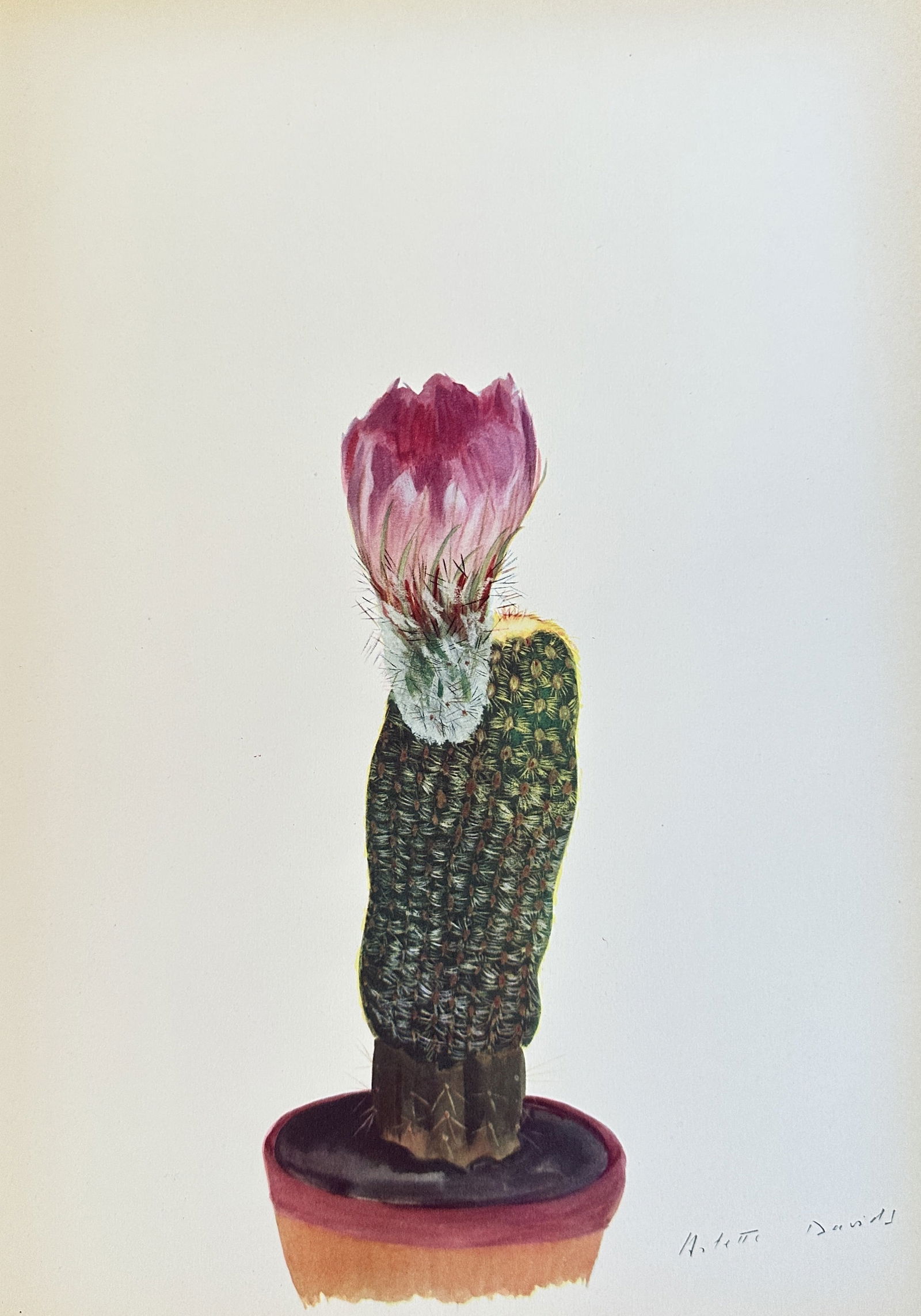Arlette Davids (1888-1961),after – Columnar Cactus with Flower – offset lithograph (1 of 2)