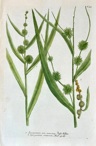 Johann Wilhelm Weinmann (1683–1741) – Studies of Bur-reed (Sparganium species) (1 of 3)
