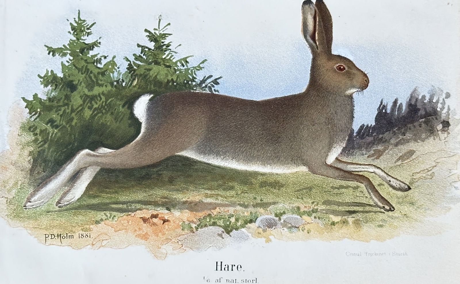 Peter Dahlman Holm (1851–1935) – Hare – Lithograph, Hand-coloured (1881) (1 of 3)