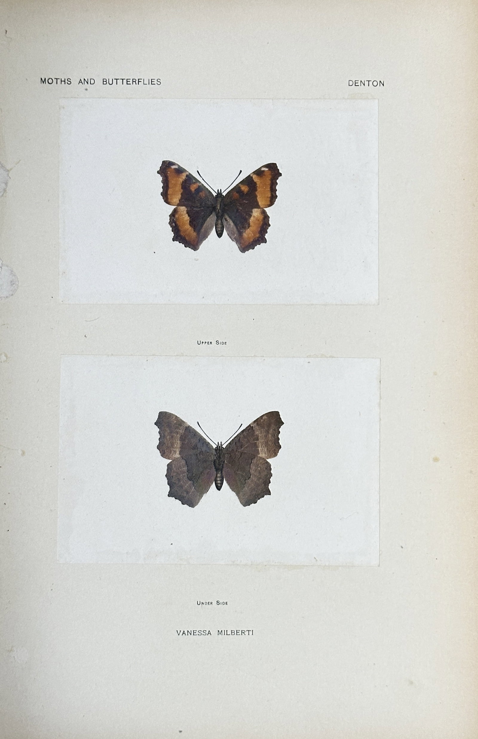 Sherman Foote Denton (1856-1937) – Moths and Butterflies: Vanessa Milberti – Chromolithograph: This is a chromolithograph from Sherman Foote Denton’s work, As a Book of Moths and Butterflies. The print shows two detailed scientific illustrations of a Vanessa Milberti butterfly. The plates wer