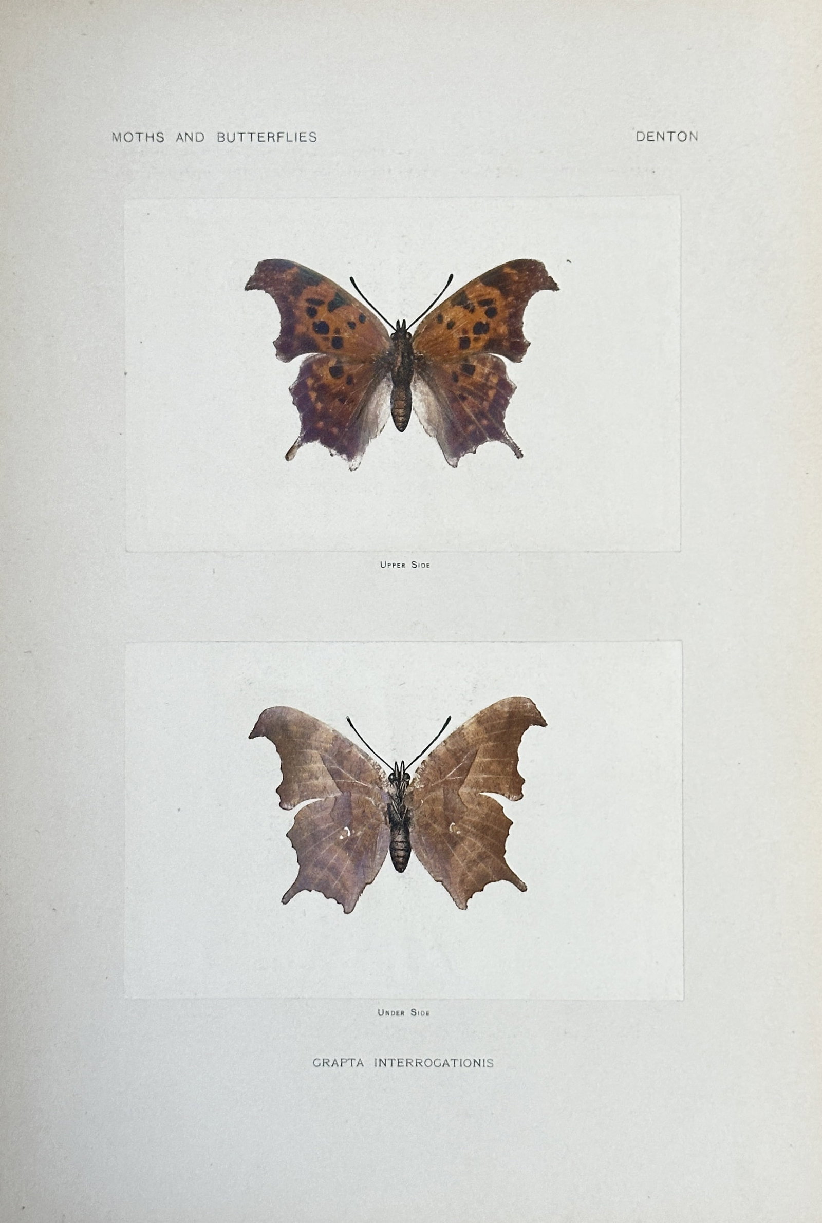 Sherman Foote Denton (1856-1937) – Moths and Butterflies: Grapta Interrogations –: This is a chromolithograph from Sherman Foote Denton’s work, As a Book of Moths and Butterflies. The print shows two detailed scientific illustrations of a Grapta Interrogations butterfly. The plate