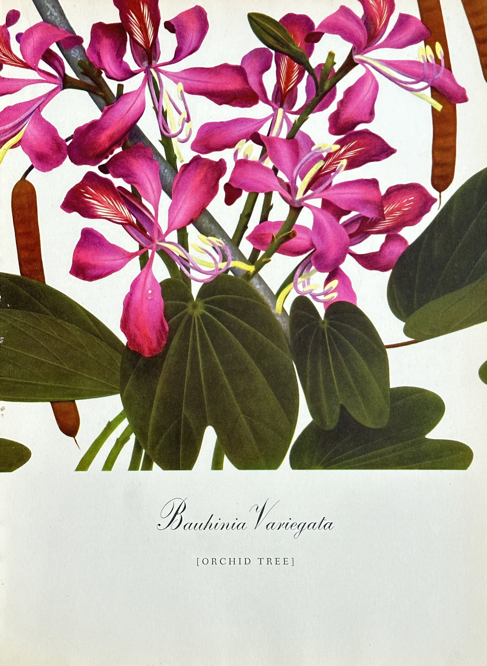 Tirtha Raj Tuladhar (1930-2017) – Bauhinia Variegata (Orchid Tree) – Offset Lithograph (c. (1 of 2)