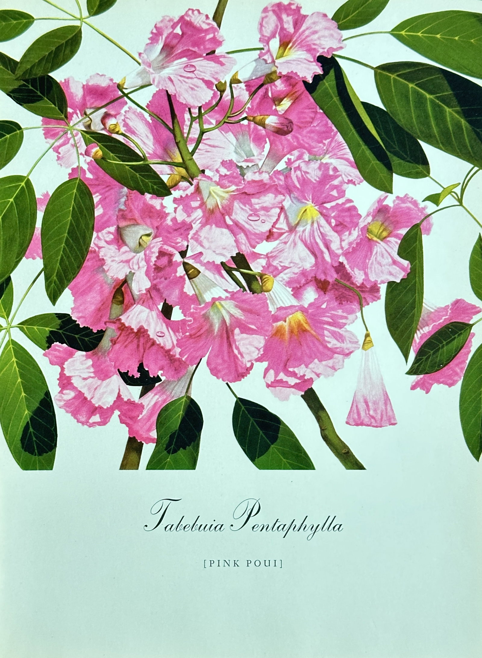 Tirtha Raj Tuladhar (1930-2017) – Tabebuia Pentaphylla (Pink Poui) – Offset Lithograph (c.: This is an offset lithograph of a Tabebuia Pentaphylla, or Pink Poui, a species of flowering tree. The botanical illustration is from a series of tropical flower prints. Tirtha Raj Tuladhar was a Nepa