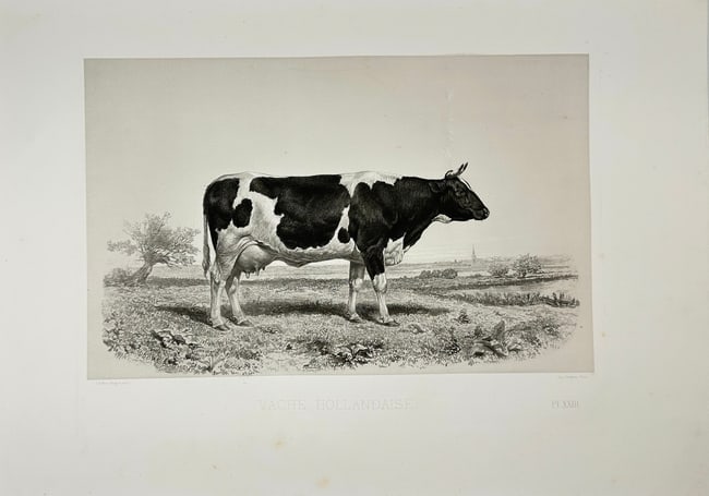 Émile Baudement (1819–1886) – Vache Hollandaise – Heliogravure with Engraving: This detailed print titled Vache Hollandaise is part of the landmark publication Les Races bovines au Concours universel agricole de Paris en 1856: Études zootechniques, an extensive scientific visua
