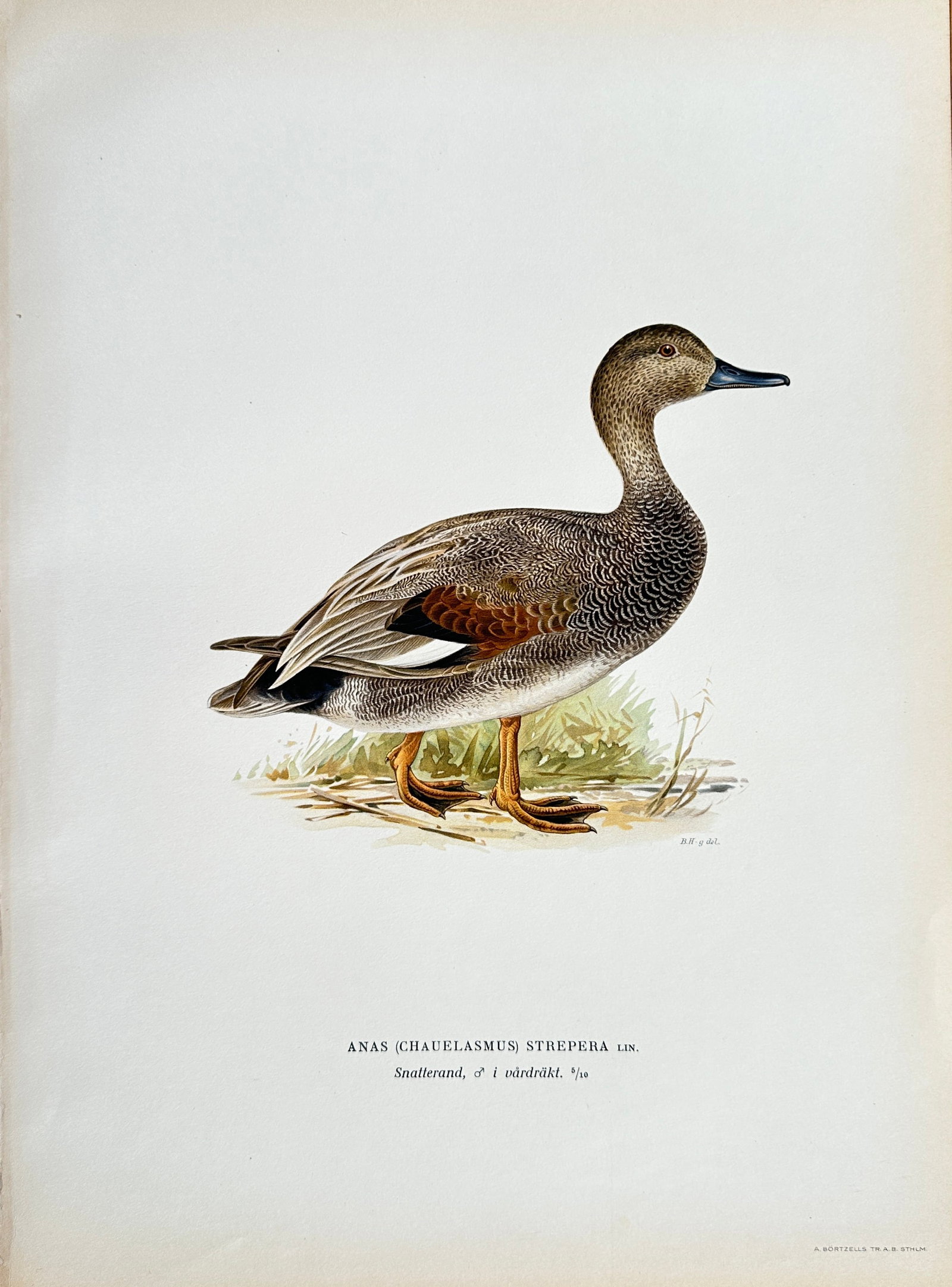 Wilhelm von Wright (1810-1887) – Gadwall – Chromolithograph (Late 19th Century): This is a natural history illustration depicting a Gadwall, with the scientific name Anas strepera, from a series of ornithological plates. The print is a scientifically accurate and detailed represen