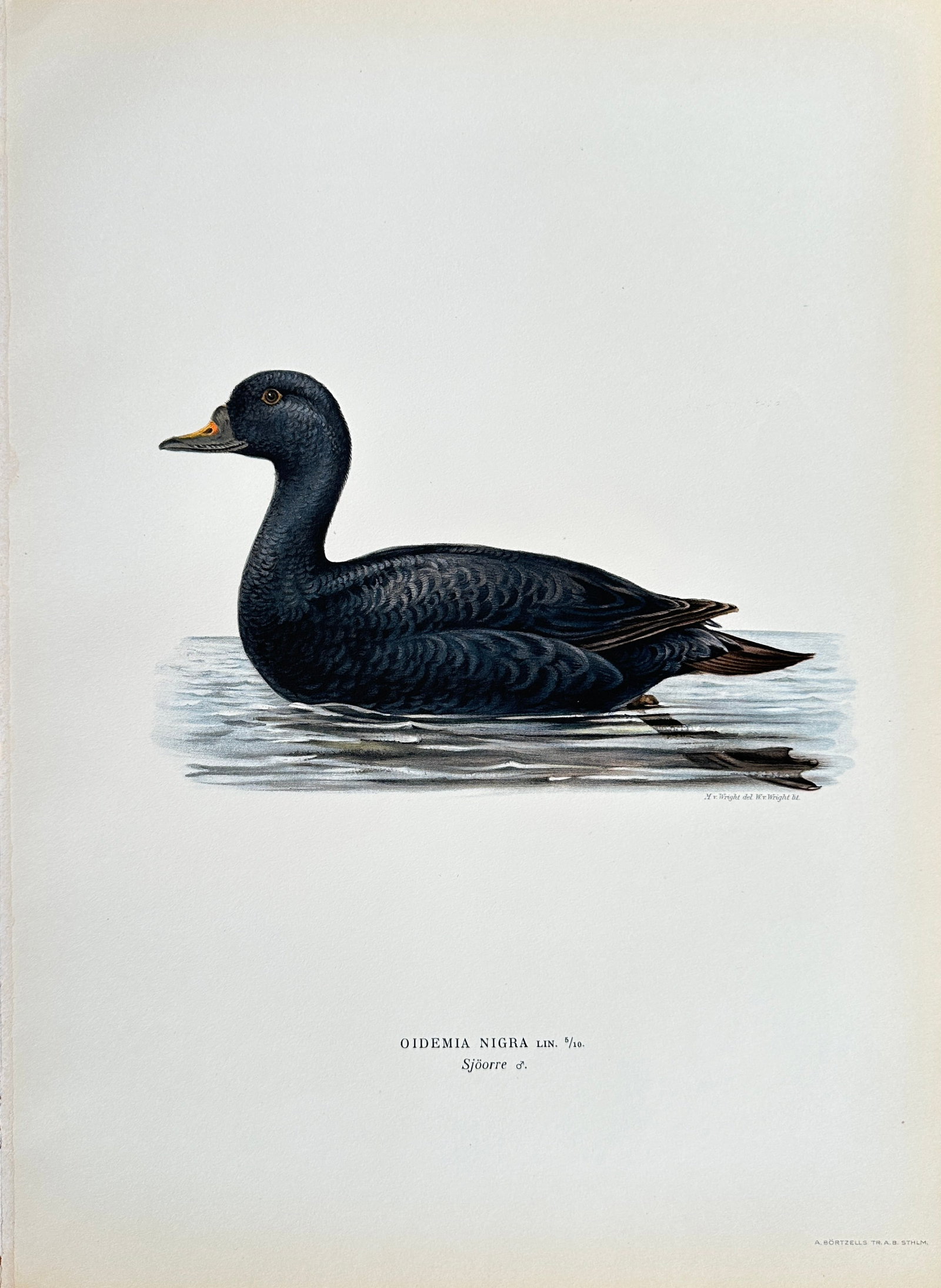 Wilhelm von Wright (1810-1887) – Common Scoter – Chromolithograph (Late 19th Century): This is a natural history illustration depicting a Common Scoter, with the scientific name Oidemia Nigra, from a series of ornithological plates. The print is a scientifically accurate and detailed re