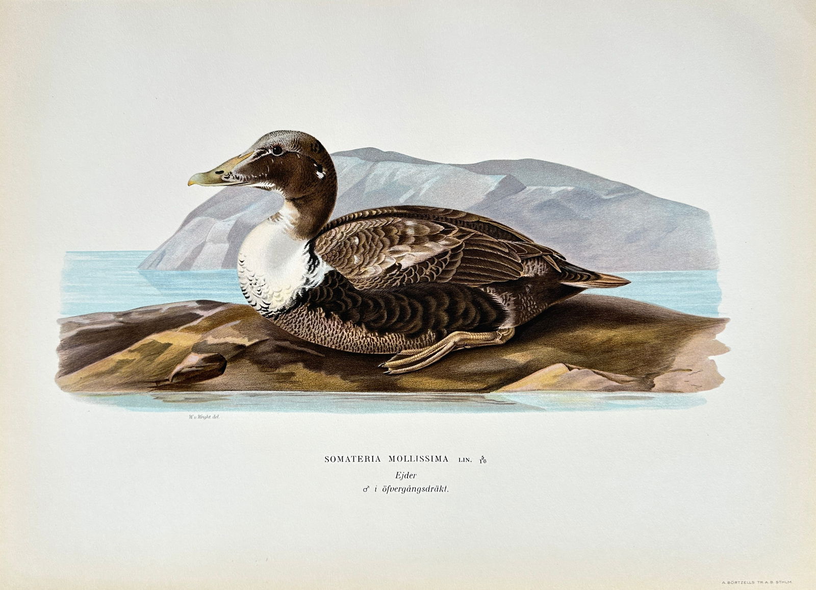 Wilhelm von Wright (1810-1887) – Common Eider – Chromolithograph (Late 19th Century) (1 of 2)