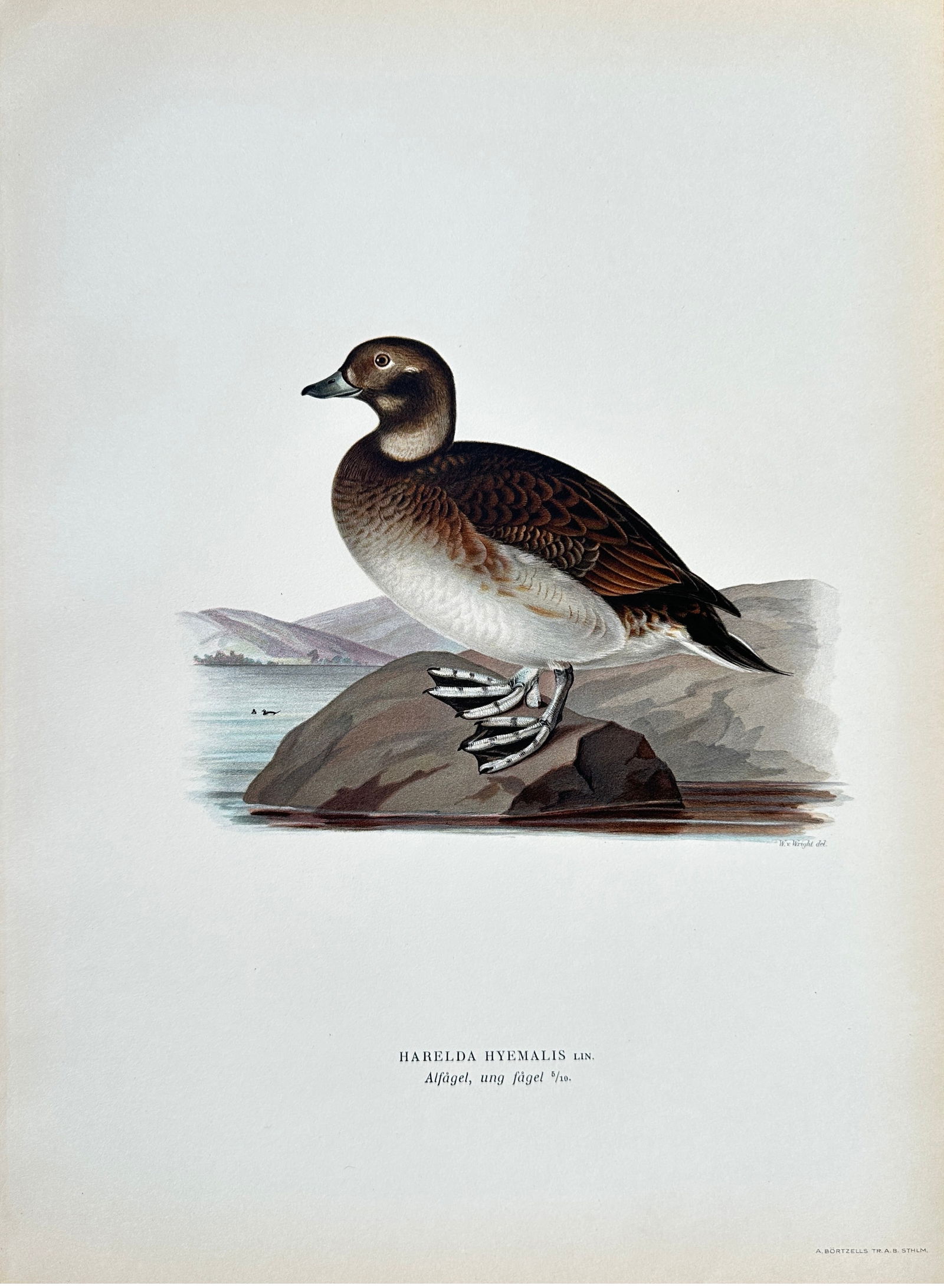 Wilhelm von Wright (1810-1887) – Long-tailed Duck – Chromolithograph (Late 19th Century) (1 of 2)