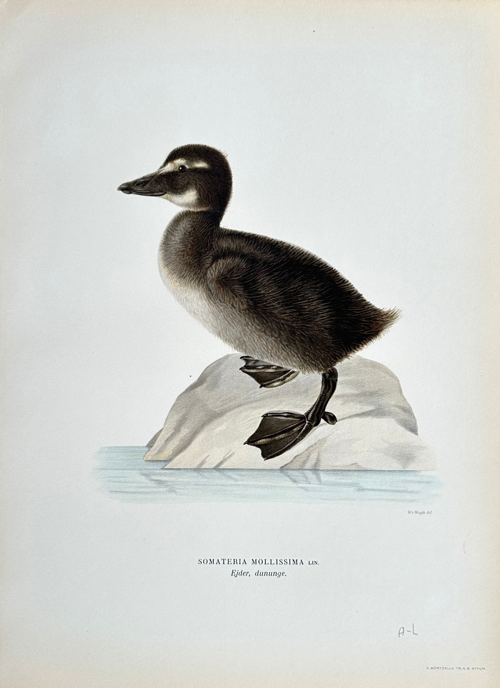 Wilhelm von Wright (1810-1887) – Common Eider Duckling – Chromolithograph (Late 19th Century) (1 of 2)