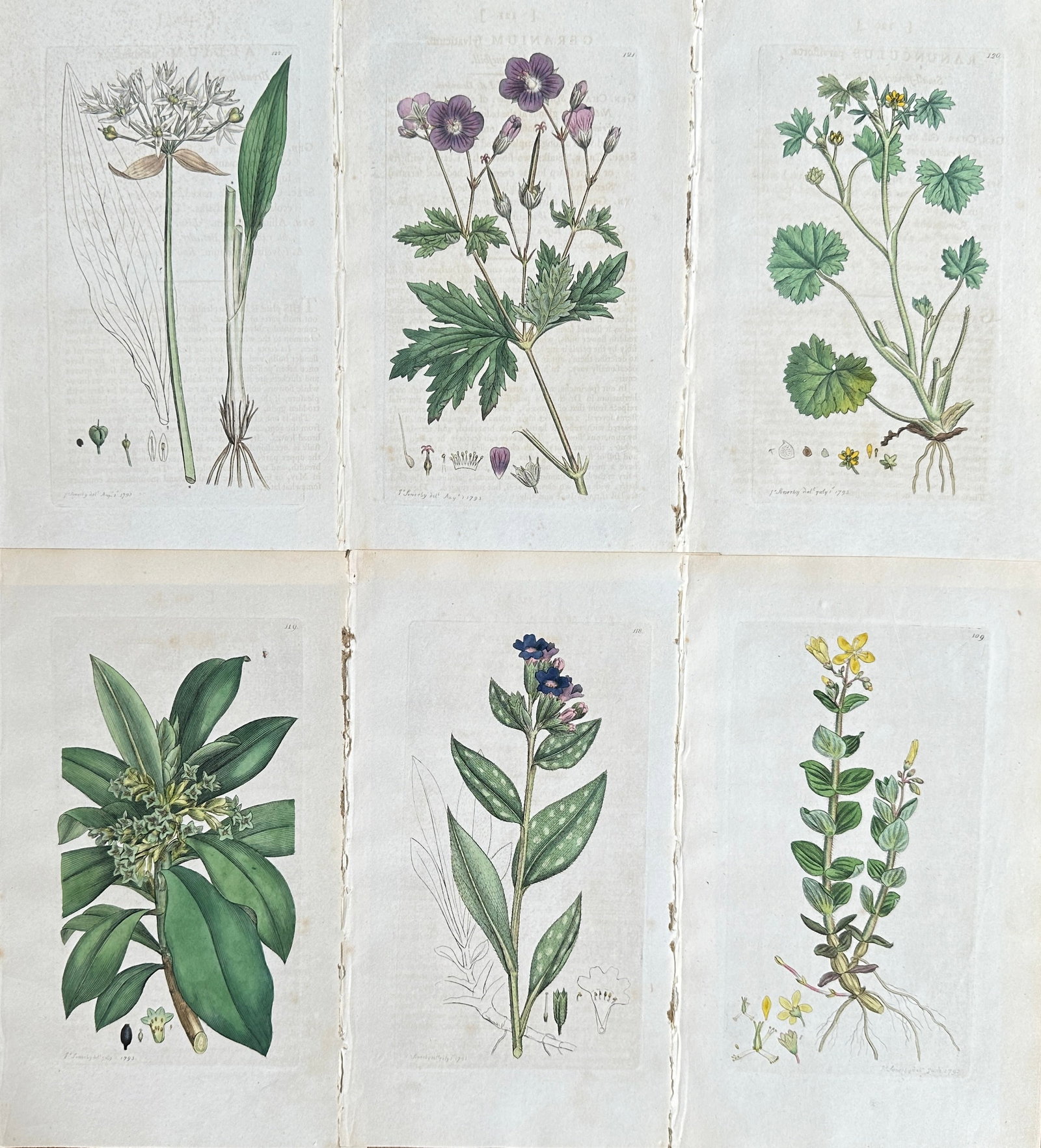 James Sowerby (1757-1822) – Set of 6: Flowering Plants – Engraving (1 of 2)
