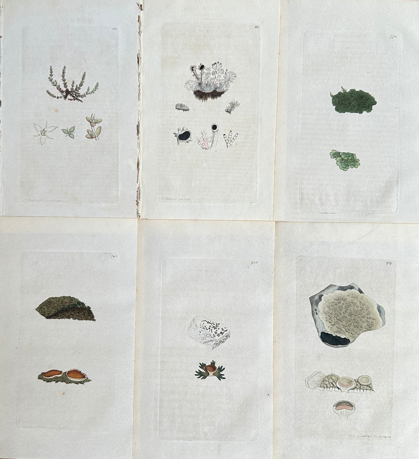 James Sowerby (1757-1822) – Set of 6: Mixed Botanical Subjects – Engraving (c. 1800) (1 of 2)