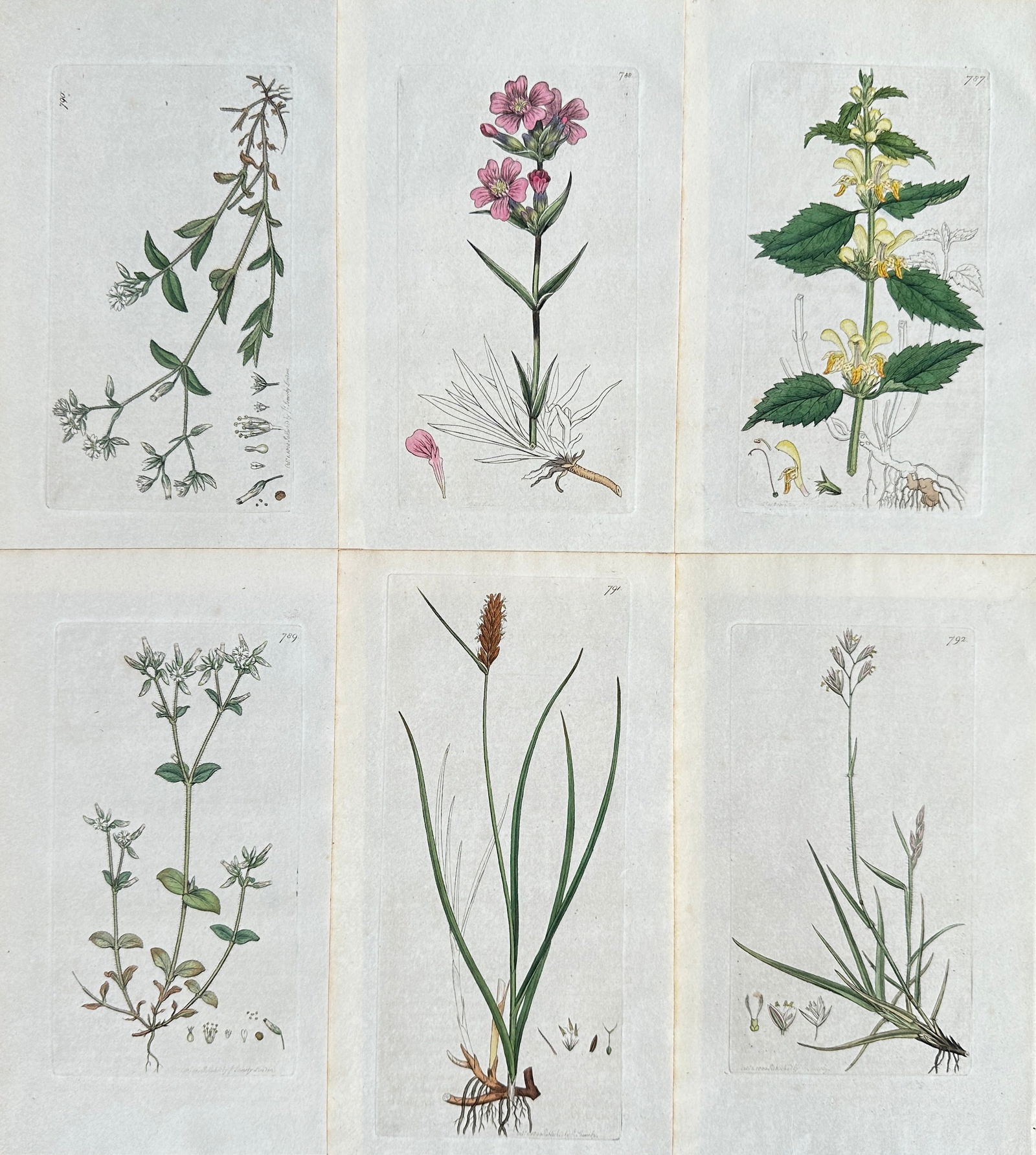 James Sowerby (1757-1822) – Set of 6: Various Botanical Subjects – Engraving (c. 1800) (1 of 2)