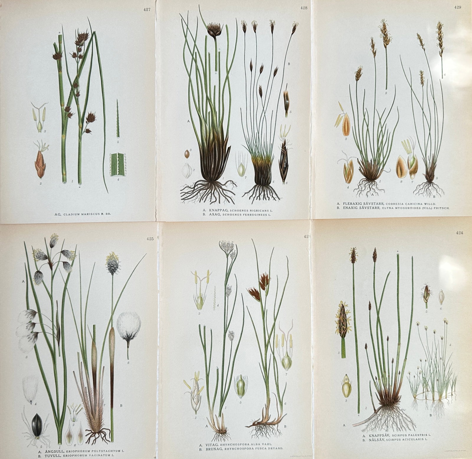 Carl Axel Lindman (1851–1931) – Set of Six: Comprehensive Studies of Rushes (1 of 2)