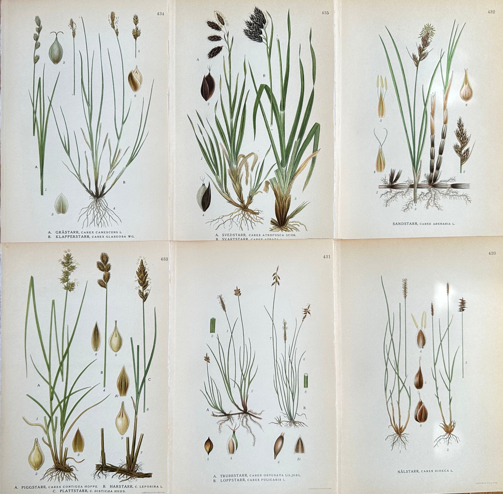Carl Axel Lindman (1851–1931) – Set of Six: Comprehensive Chromolithographs of Sedge (1 of 2)