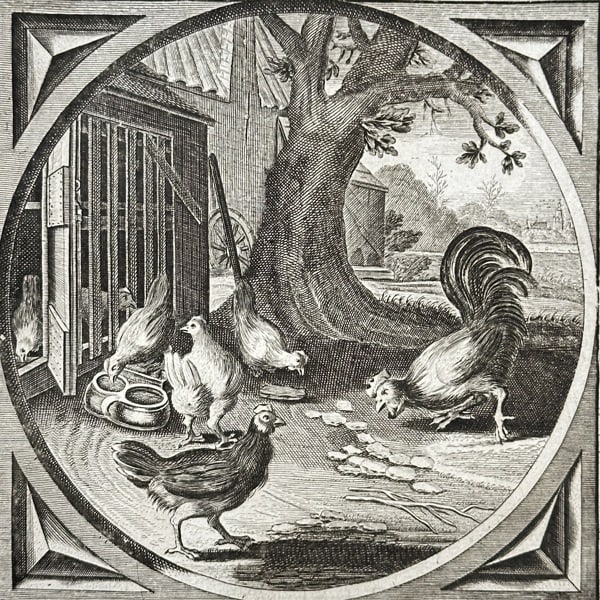 Jacob Cats (1577–1660) – Chickens and Rooster – Engraving (c. 1655) (1 of 3)