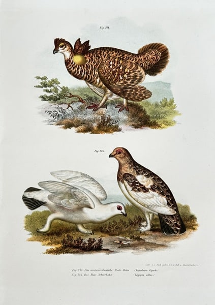 Leopold Joseph Fitzinger (1802–1884) – Ptarmigan Species – Hand-coloured lithograph (1 of 3)