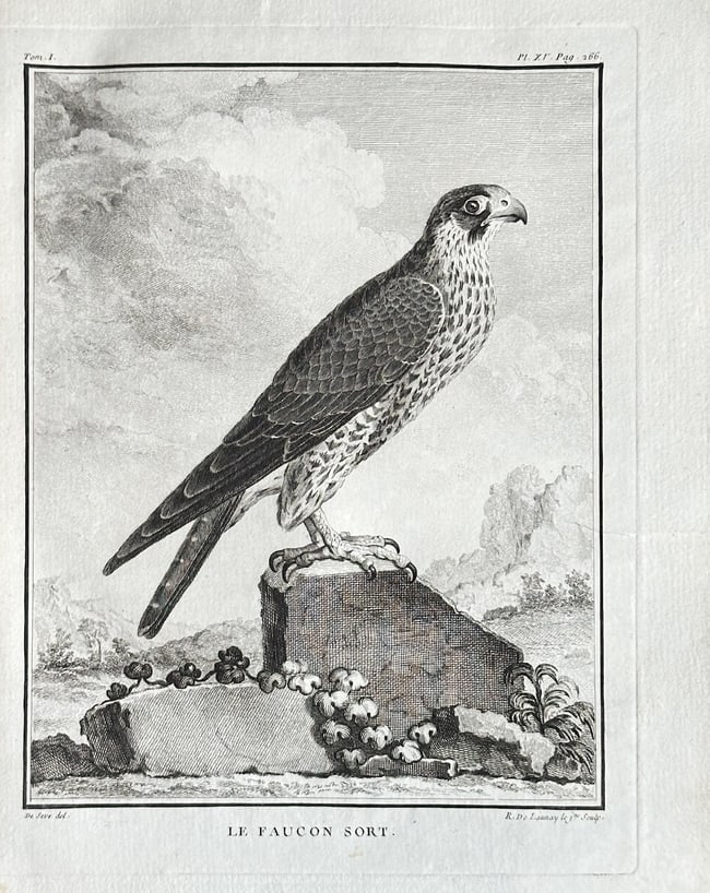 Georges Louis Leclerc, Comte de Buffon (1707–1788) – The Falcon – Engraving: This engraving from Buffon's monumental work Histoire naturelle depicts a falcon perched on a rocky mound. The illustration captures the bird in profile against a backdrop of clouds and distant mounta