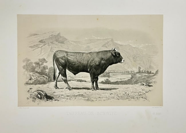 Emile Baudement – Taureau de Schwitz – Lithograph (Mid-19th): This lithograph titled Taureau de Schwitz (“Bull of Schwyz”) presents a side-profile view of a bull set against a dramatic alpine backdrop with rocky slopes and distant pastures. The animal st