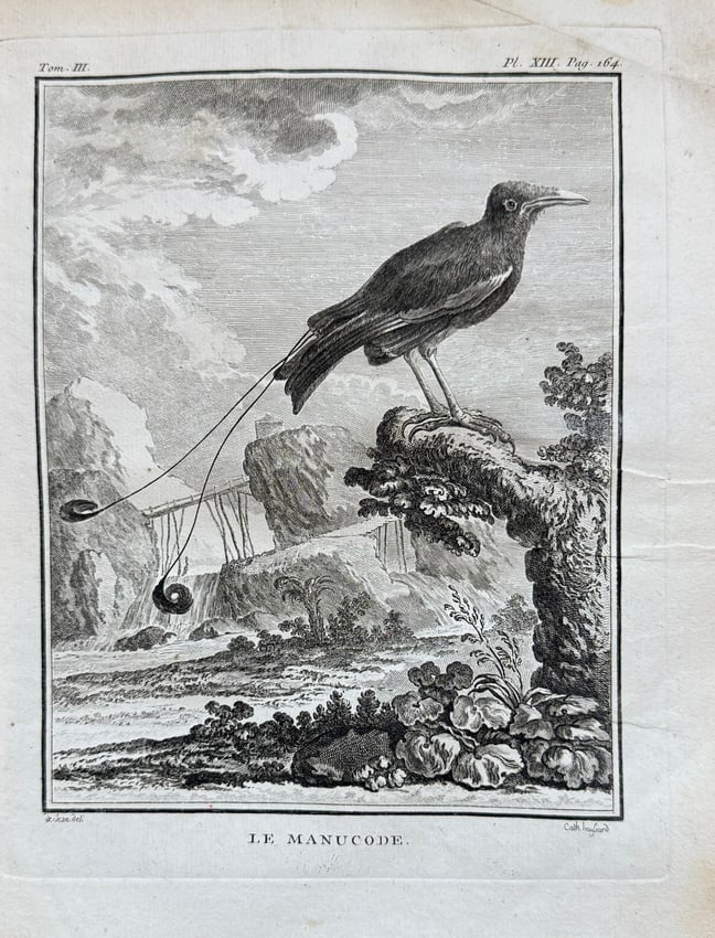 Georges-Louis Leclerc, Comte de Buffon (1707–1788) – Le Manucode (The Manucode): This detailed 18th-century engraving depicts "LE MANUCODE." (The Manucode), a bird of paradise species, perched on a branch in a natural landscape. The bird is illustrated with scientific precision, s