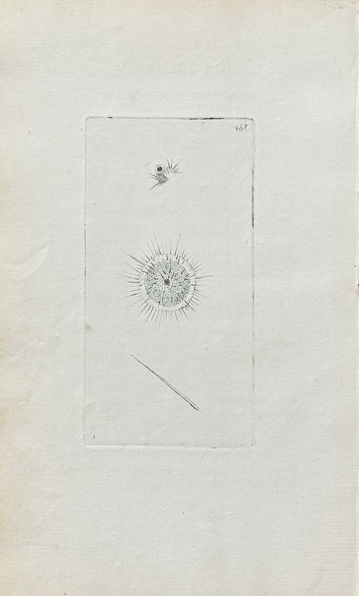 Frederick Polydore Nodder (c. 1759–1801) – Scientific Illustration of a Microorganism – (1 of 3)