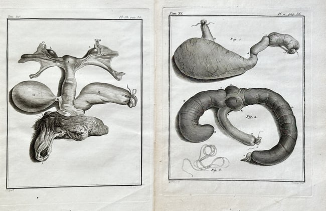Georges-Louis Leclerc, Comte de Buffon (1707–1788) – Two Anatomical Plates – Engraving: This set of two engravings from Buffon's monumental publication Histoire Naturelle presents detailed anatomical plates. The works, from Volume XV of the series, depict the internal organs or anatomica