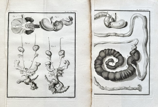 Georges-Louis Leclerc, Comte de Buffon (1707–1788) – Two Anatomical Plates (p368): This set of two engravings from Buffon's monumental publication Histoire Naturelle presents detailed anatomical plates. The works, from Volume V of the series, depict the internal organs of an animal,