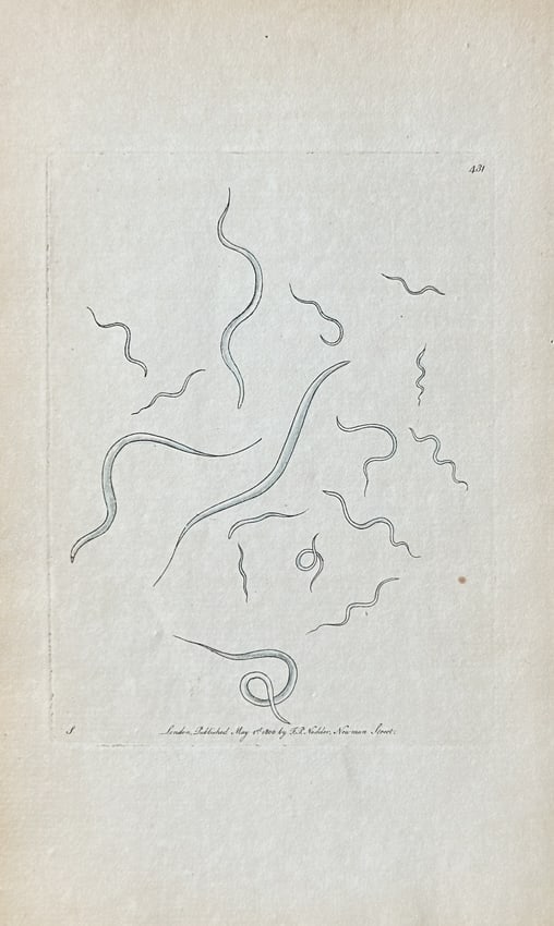 Frederick P. Nodder – Microscopic Organisms: Filamentous Worms – Engraving (1 of 3)