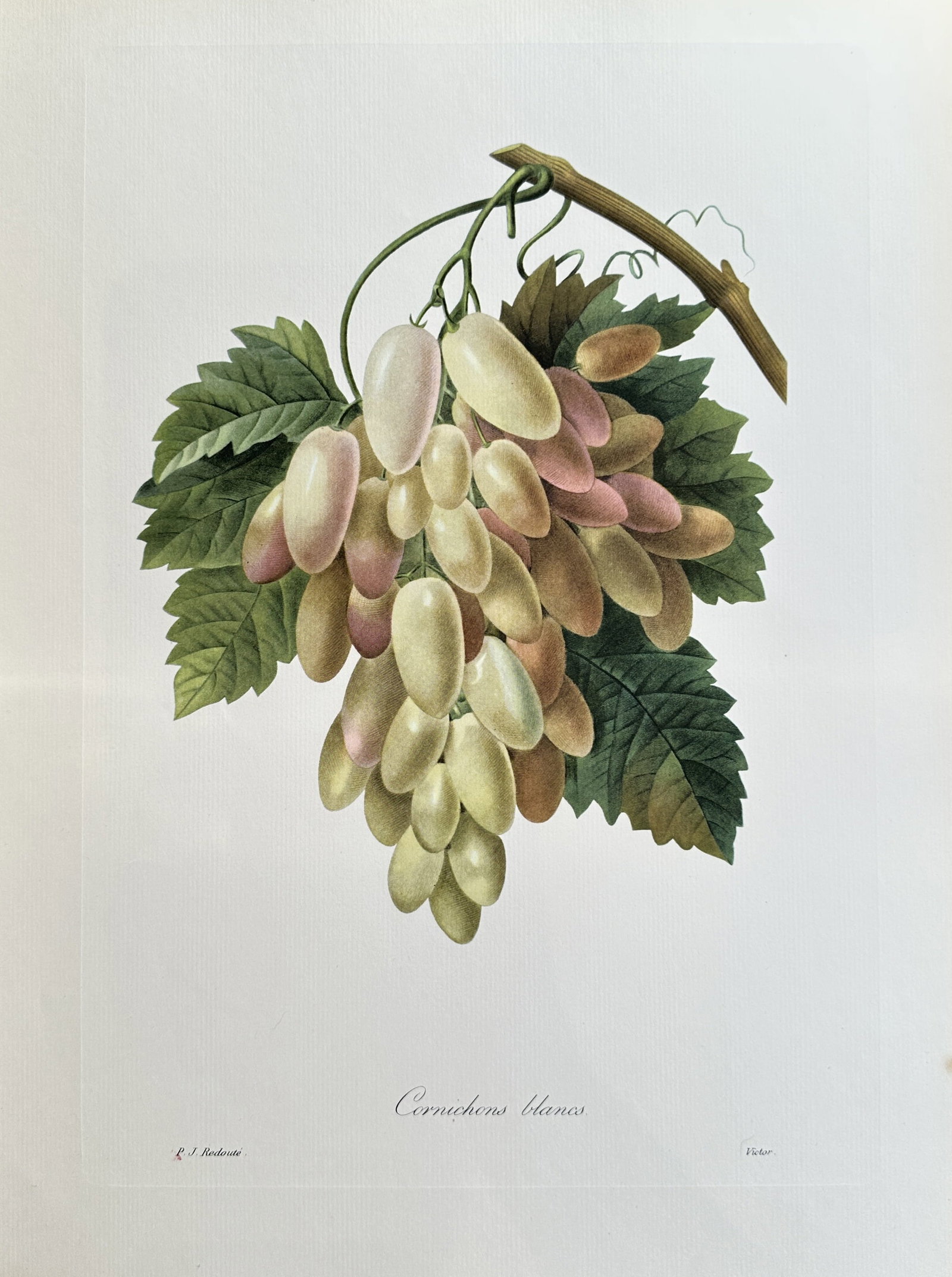 after after Pierre-Joseph Redouté – Cornichons Blancs Grapes – offset lithograph(1954): Published in 1954, copyright by The Ariel Press, London W.1, printed in Germany by K. G. Lohse, Frankfurt am Main. Pierre-Joseph Redouté was a French painter and botanist from the Southern Netherland