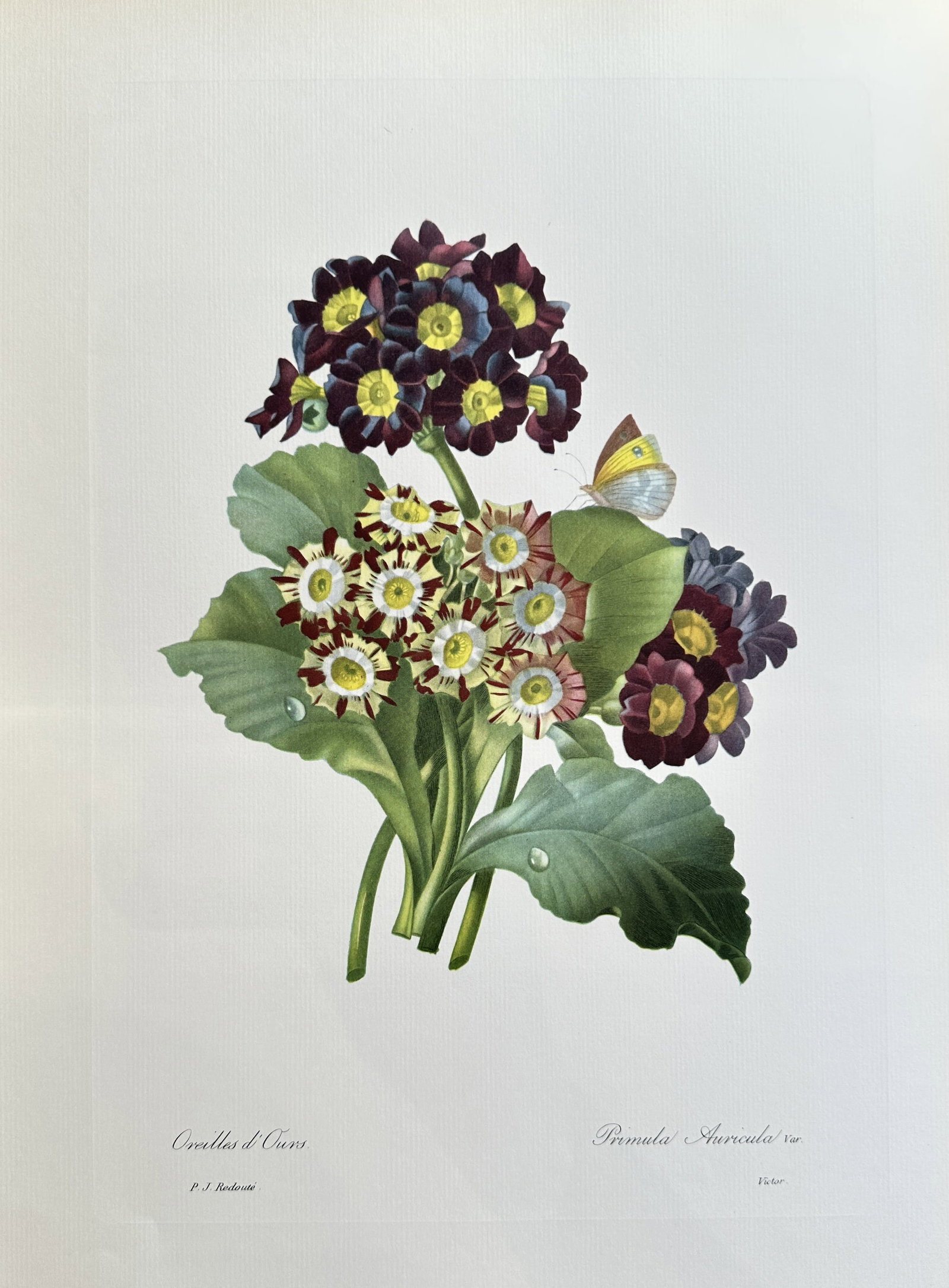 after Pierre-Joseph Redouté – Primula Auricula (Bear's Ears) – offset lithograph(1954): Published in 1954, copyright by The Ariel Press, London W.1, printed in Germany by K. G. Lohse, Frankfurt am Main. Pierre-Joseph Redouté was a French painter and botanist from the Southern Netherland