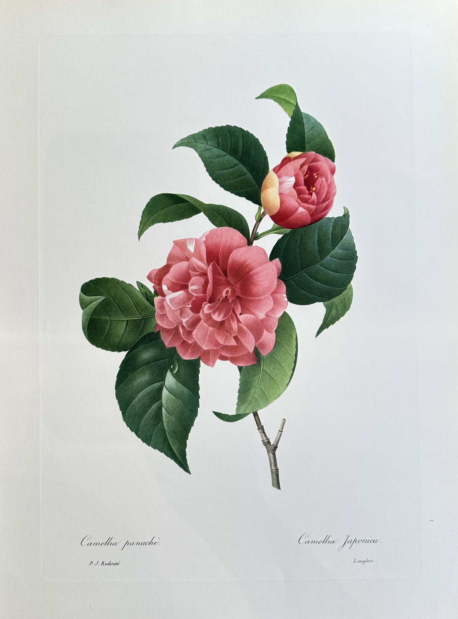 after Pierre-Joseph Redouté – Camellia Japonica (Variegated Camellia) – offset lithograph(1954): Published in 1954, copyright by The Ariel Press, London W.1, printed in Germany by K. G. Lohse, Frankfurt am Main. Pierre-Joseph Redouté was a French painter and botanist from the Southern Netherland