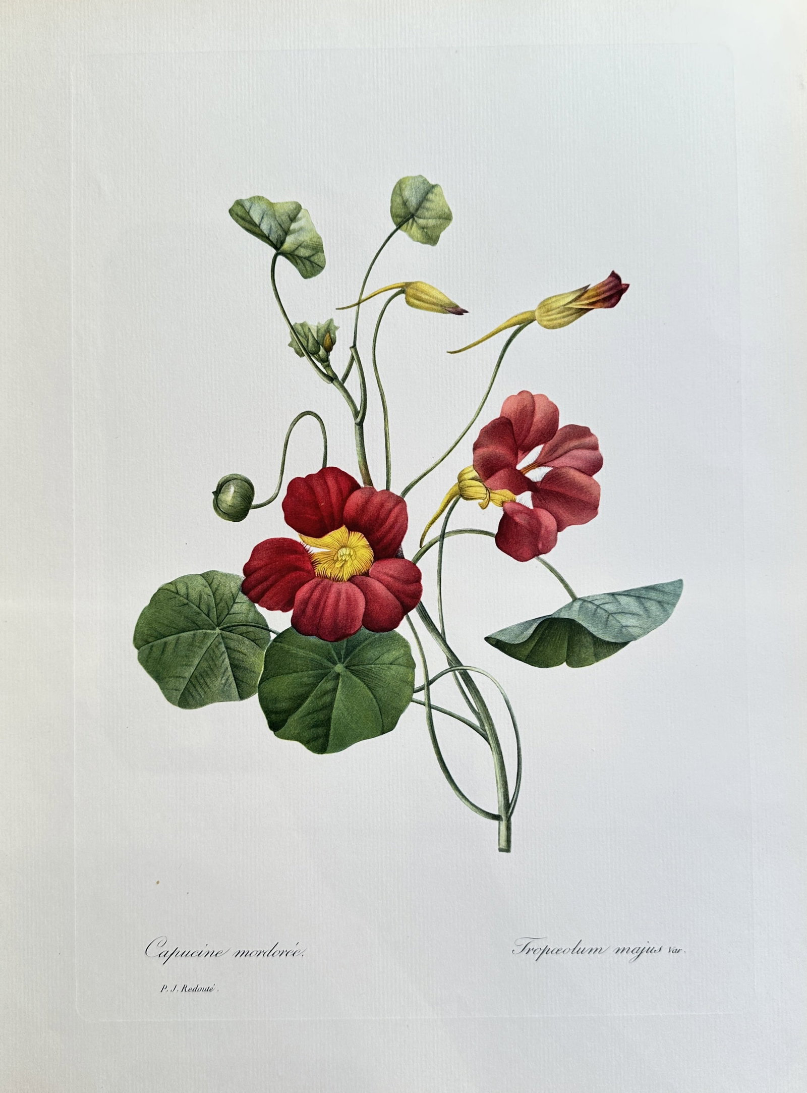 after Pierre-Joseph Redouté – Tropaeolum Majus (Nasturtium) – offset lithograph(1954): Published in 1954, copyright by The Ariel Press, London W.1, printed in Germany by K. G. Lohse, Frankfurt am Main. Pierre-Joseph Redouté was a French painter and botanist from the Southern Netherland