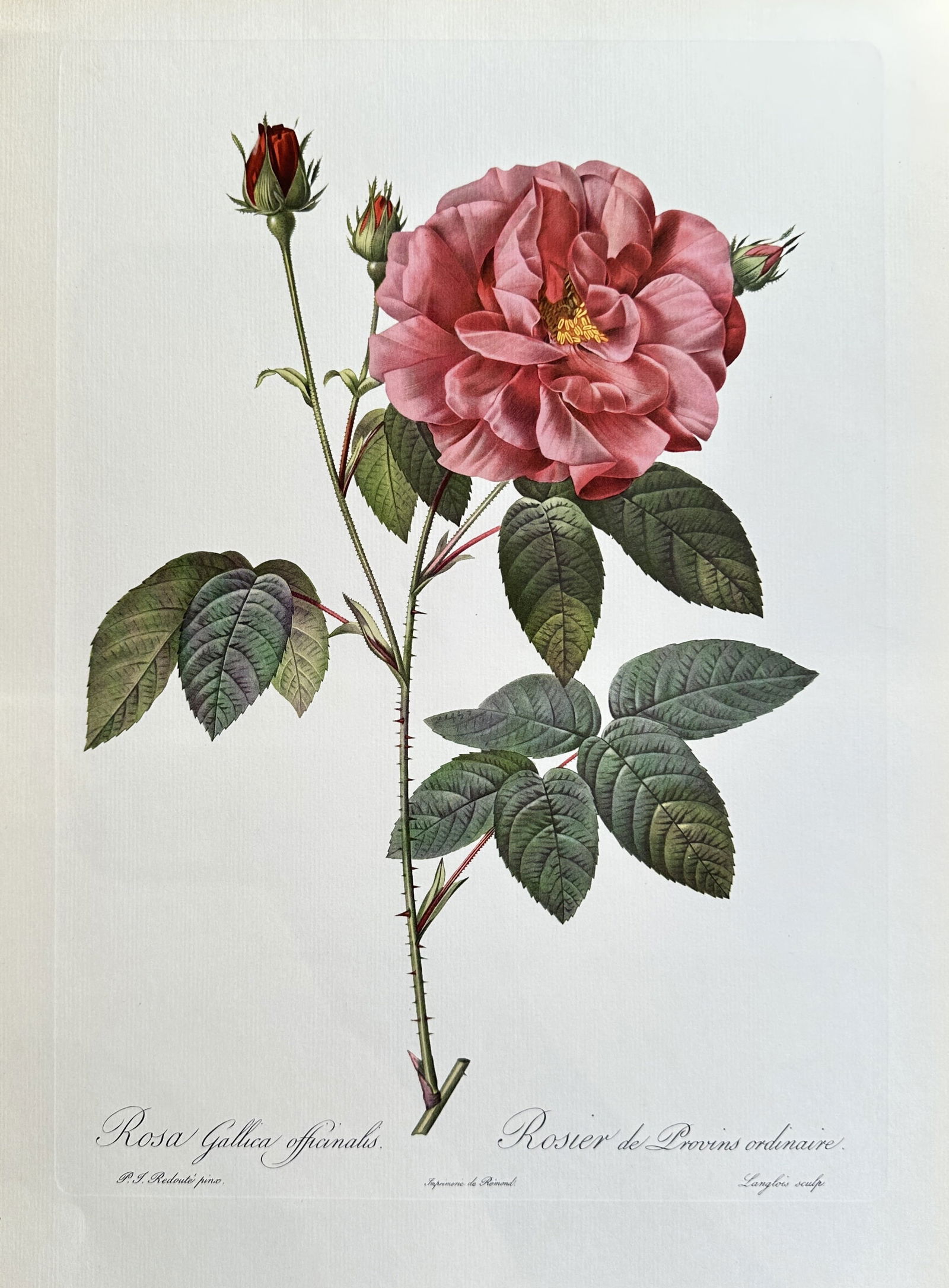 after Pierre-Joseph Redouté – Rosa Gallica Officinalis (Apothecary's Rose) – offset (1 of 3)