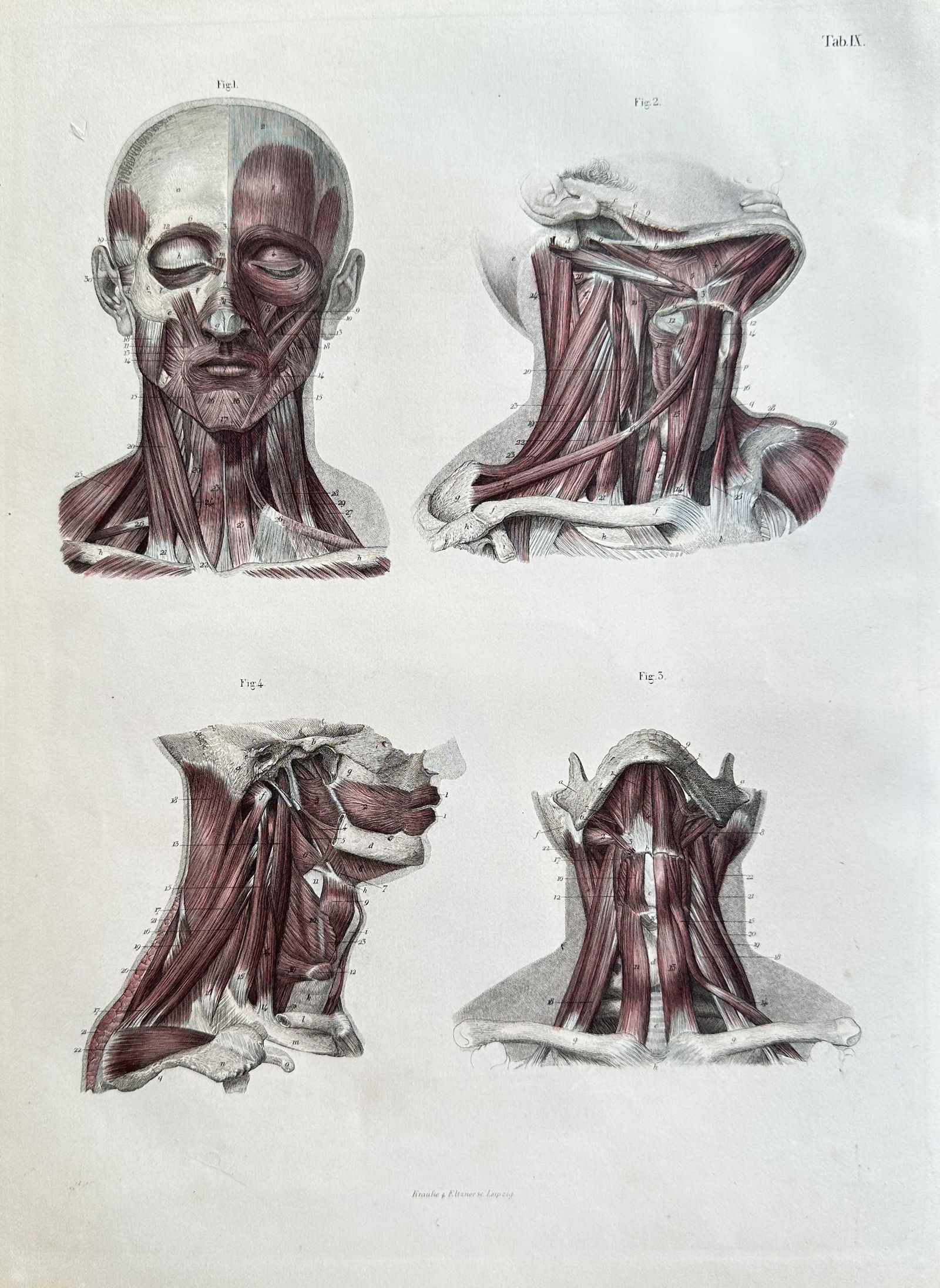 Carl Ernest Bock (1809–1874) – Muscles of the Head and Neck – Hand-coloured engraving (c. (1 of 3)