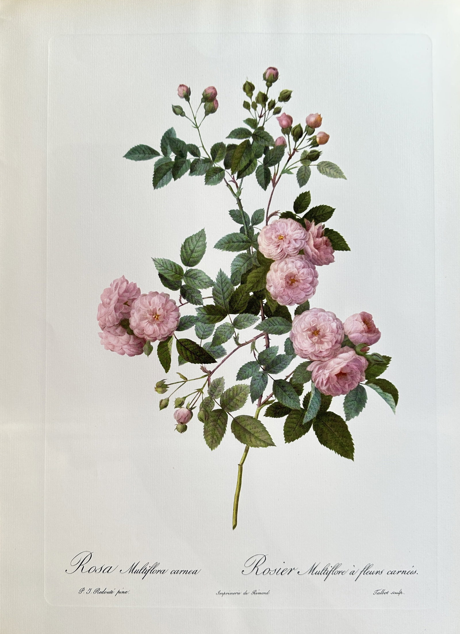 after Pierre-Joseph Redouté – Rosa Multiflora Carnea (Multiflora Rose) – offset: Published in 1954, copyright by The Ariel Press, London W.1, printed in Germany by K. G. Lohse, Frankfurt am Main. Pierre-Joseph Redouté was a French painter and botanist from the Southern Netherland
