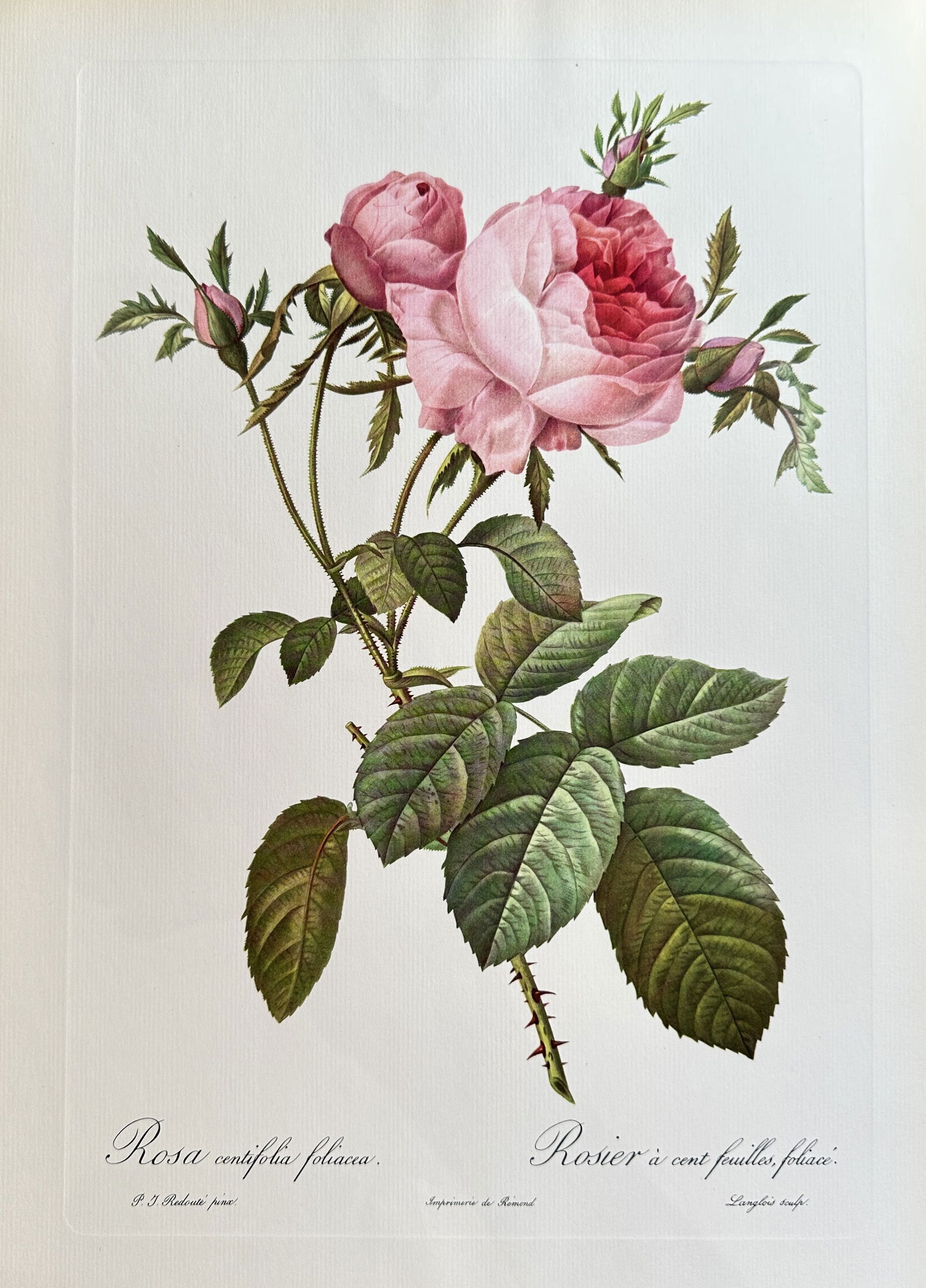 after Pierre-Joseph Redouté – Rosa Centifolia Foliacea (Rose with a Hundred Leafy Leaves) (1 of 3)