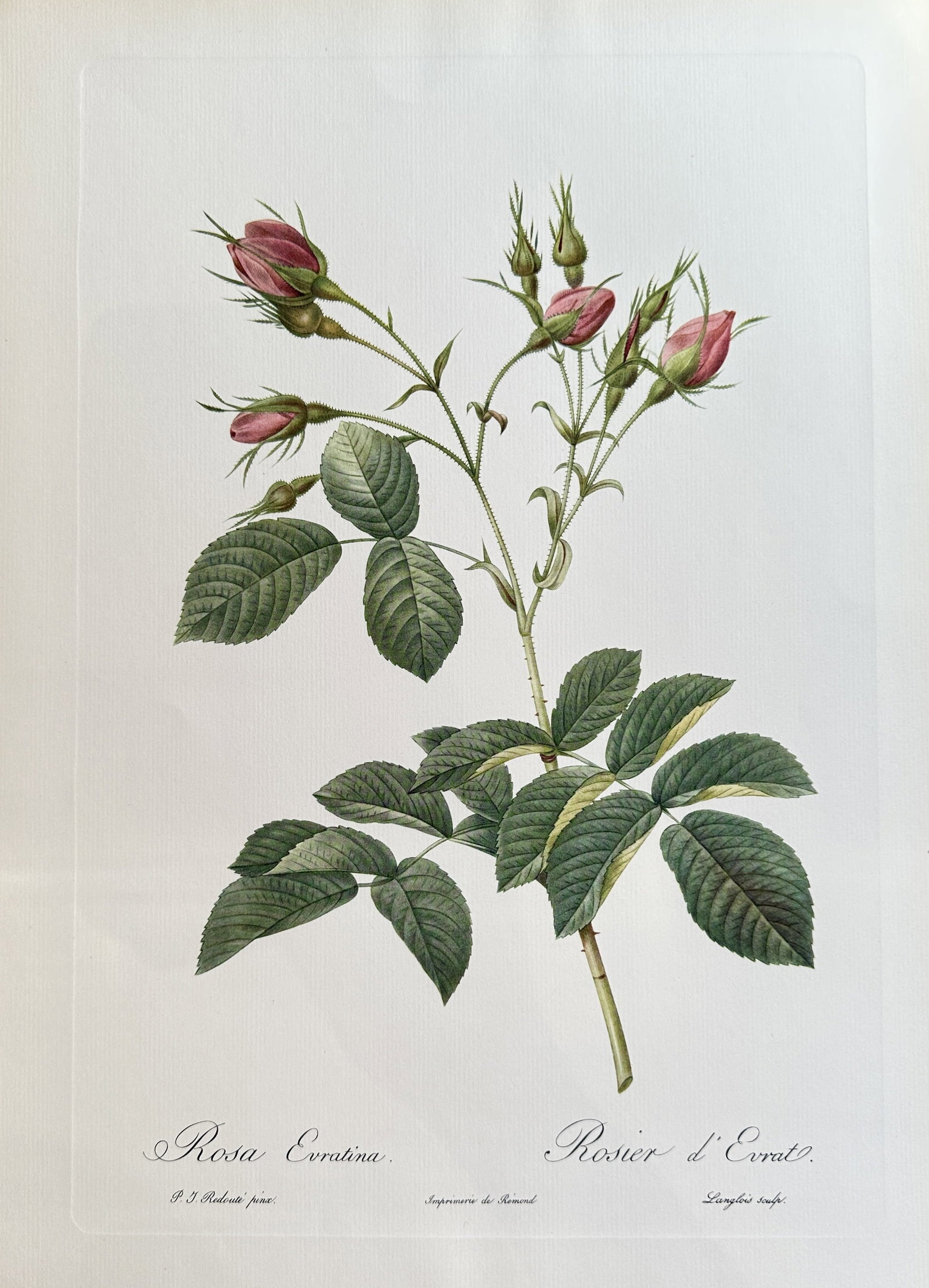 after Pierre-Joseph Redouté – Rosa Euvratina – offset lithograph(1954): Published in 1954, copyright by The Ariel Press, London W.1, printed in Germany by K. G. Lohse, Frankfurt am Main. Pierre-Joseph Redouté was a French painter and botanist from the Southern Netherland