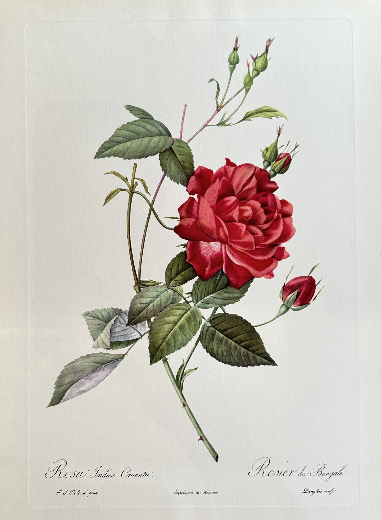 after Pierre-Joseph Redouté – Rosa Indica Cruenta (Bengal Rose) – offset lithograph(1954): Published in 1954, copyright by The Ariel Press, London W.1, printed in Germany by K. G. Lohse, Frankfurt am Main. Pierre-Joseph Redouté was a French painter and botanist from the Southern Netherland