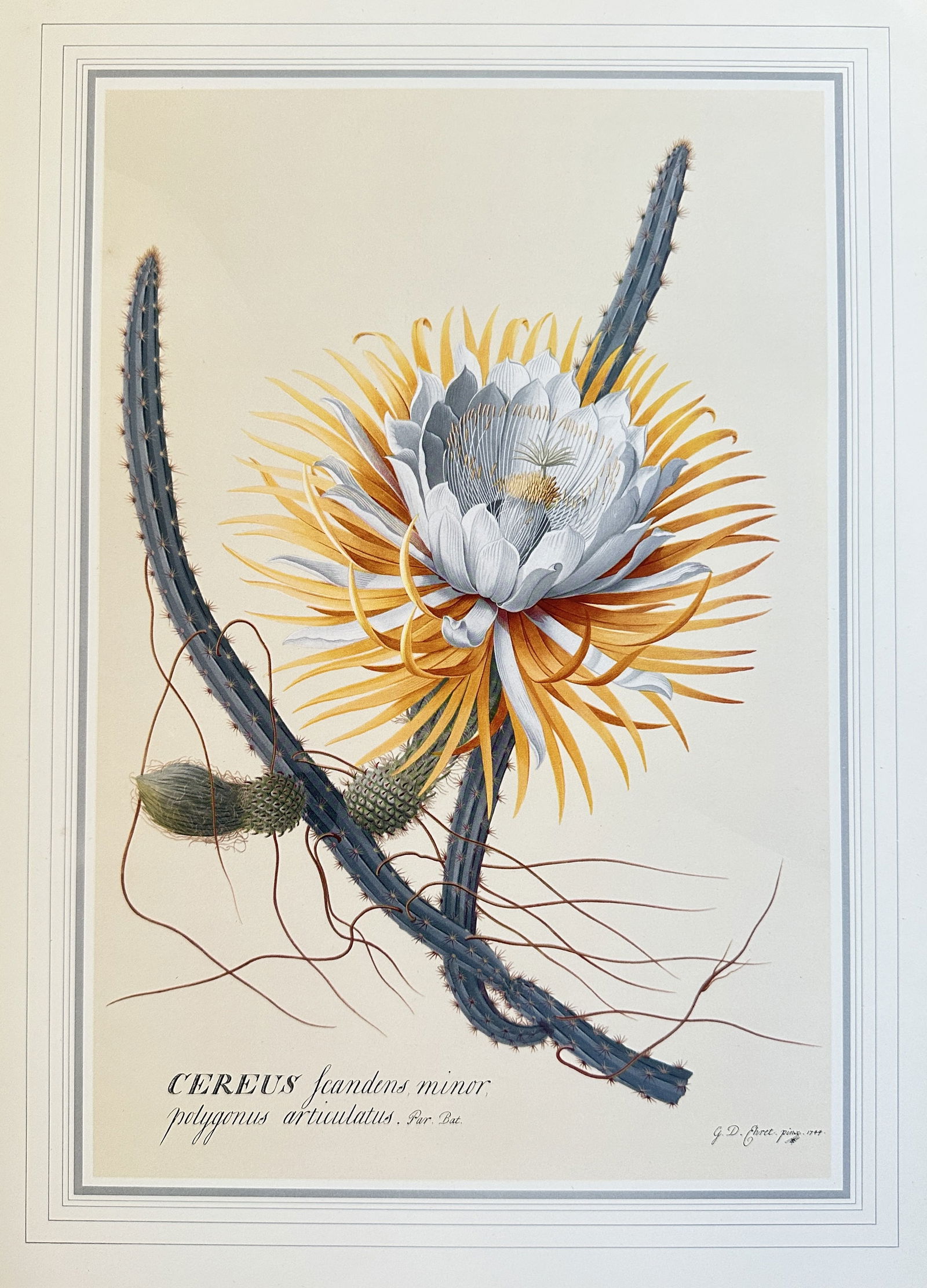 Georg Dionysius Ehret,after – Night-blooming Cereus – offset lithograph (20th century) (1 of 2)