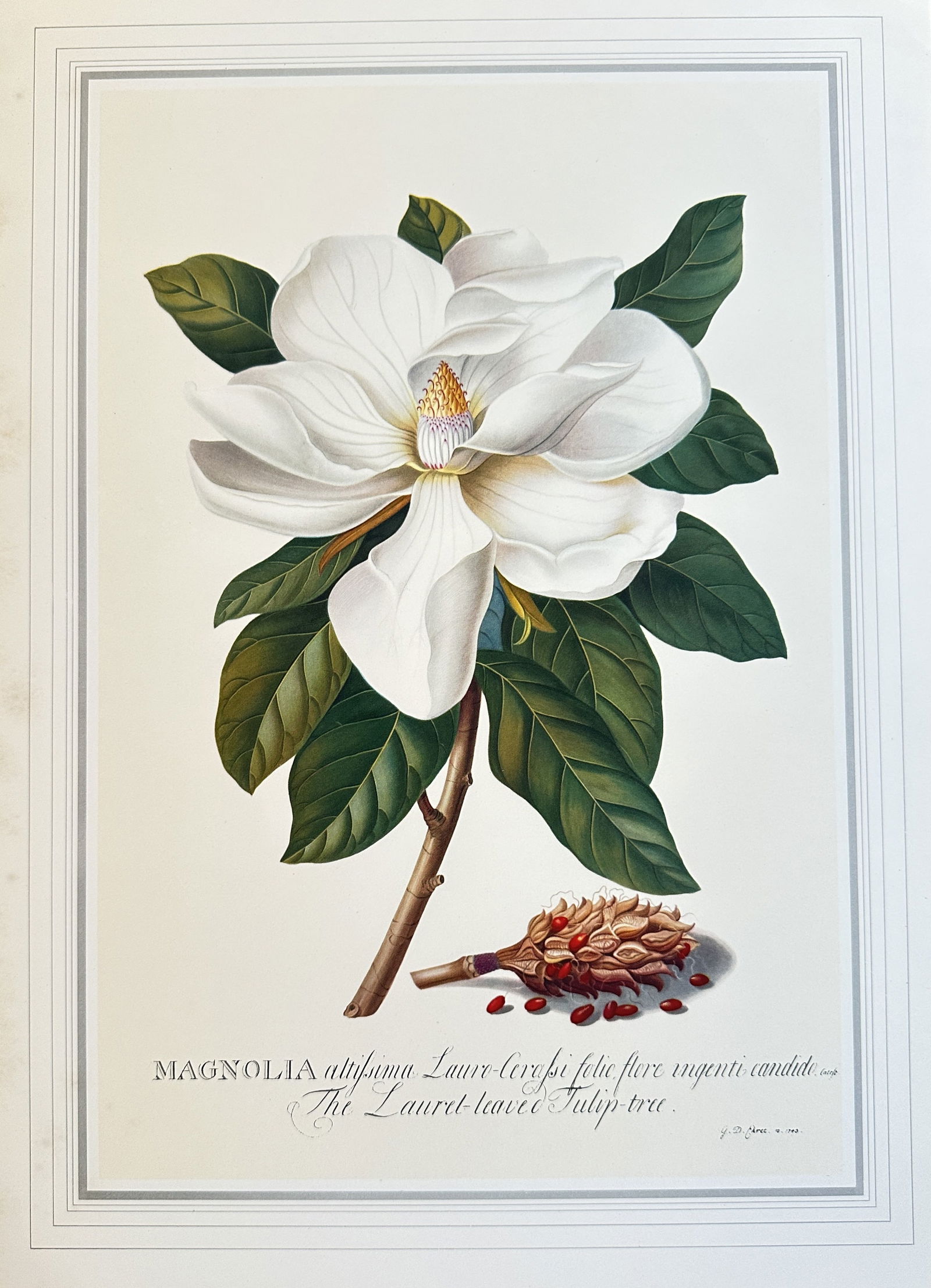 Georg Dionysius Ehret,after  – The Laurel leaved Tulip tree – offset lithograph (20th century) (1 of 2)