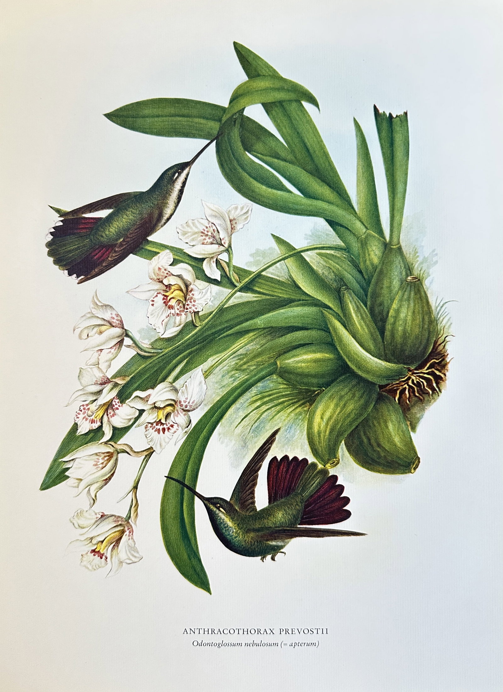 Rafael Montes de Ocaa,after – Anthracothorax Prevostii (Green-breasted Mango) - 20th (1 of 2)