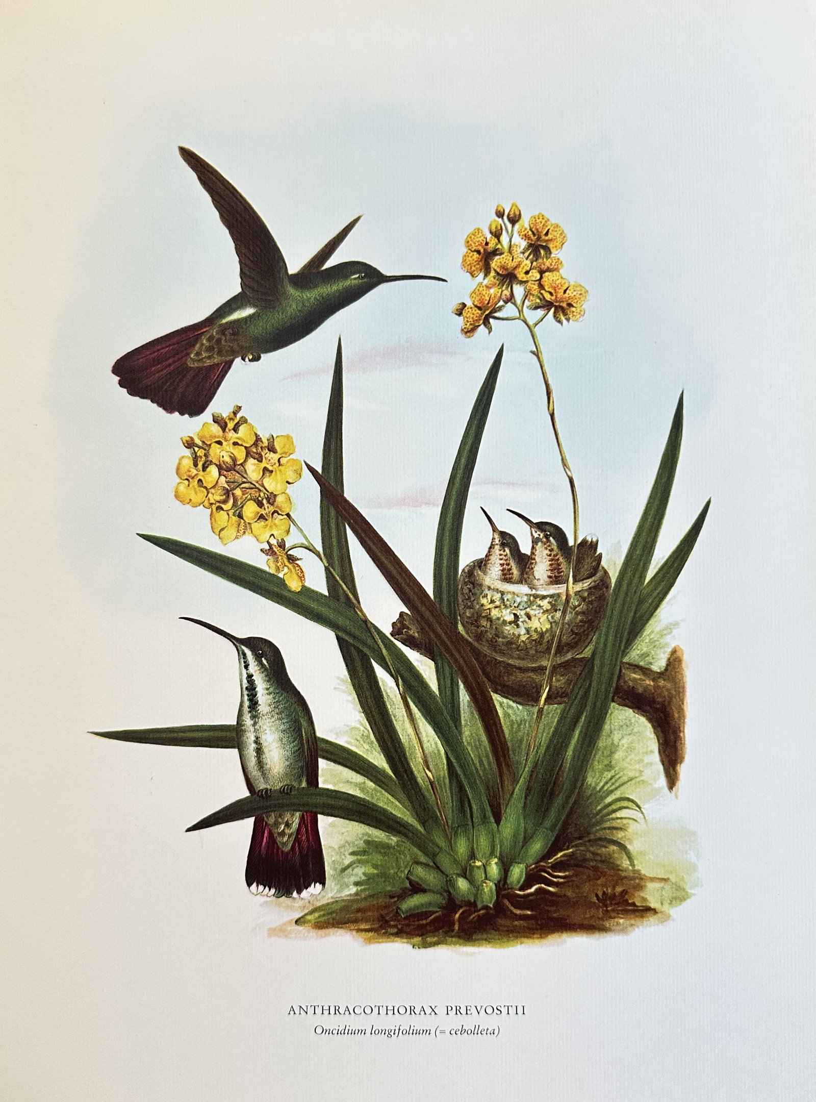 Rafael Montes de Oca,after – Green-breasted Mango – offset lithograph (20th century) (1 of 2)