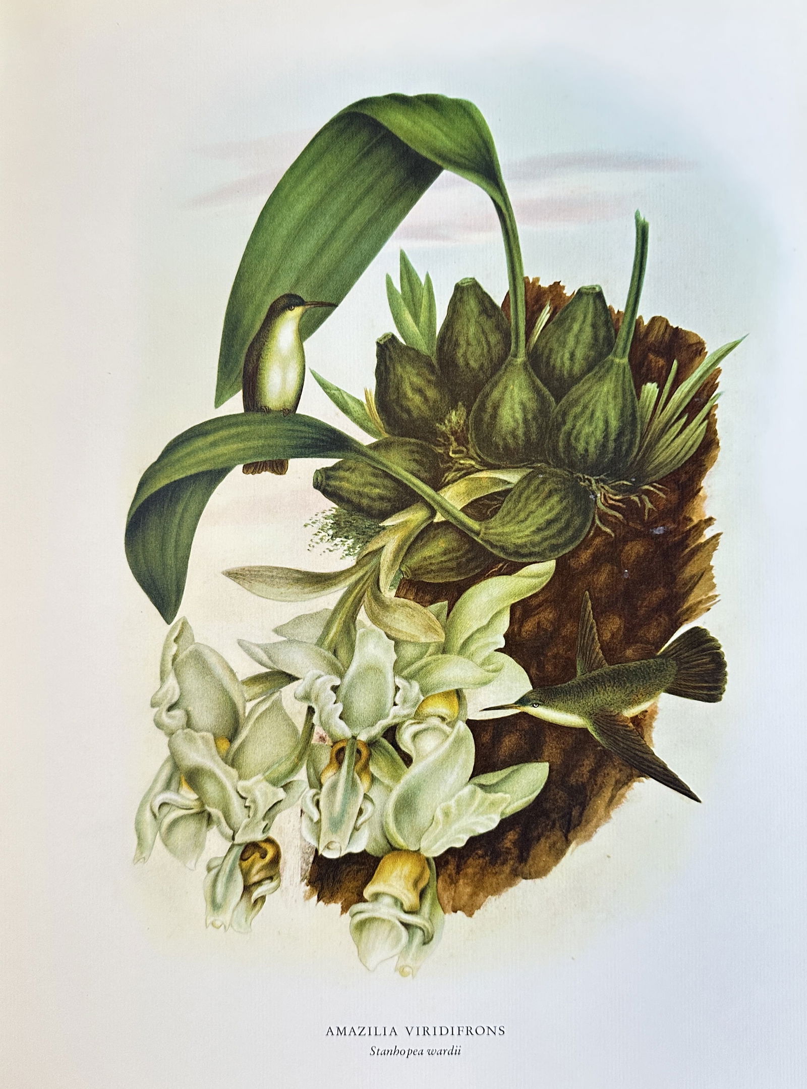 Rafael Montes de Oca,after – Green-fronted Hummingbird – offset lithograph (1 of 2)