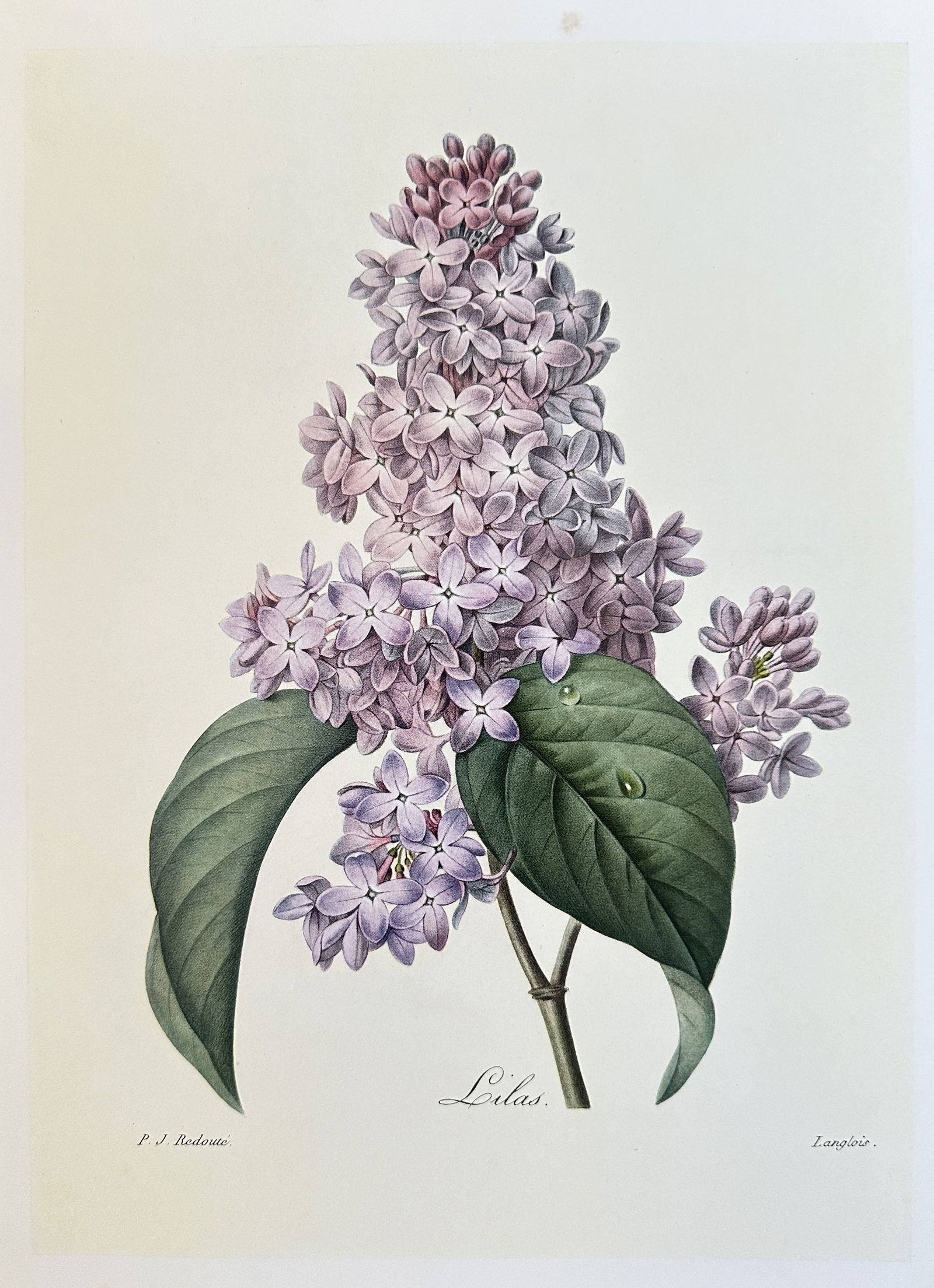 after Pierre-Joseph Redouté – Lilac – offset lithograph(1954) (1 of 2)