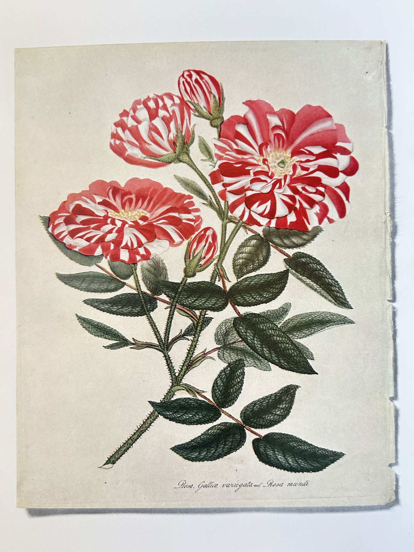 Pierre-Joseph Redouté,after  – Rosa Mundi (Striped Rose) – offset lithograph (1 of 2)