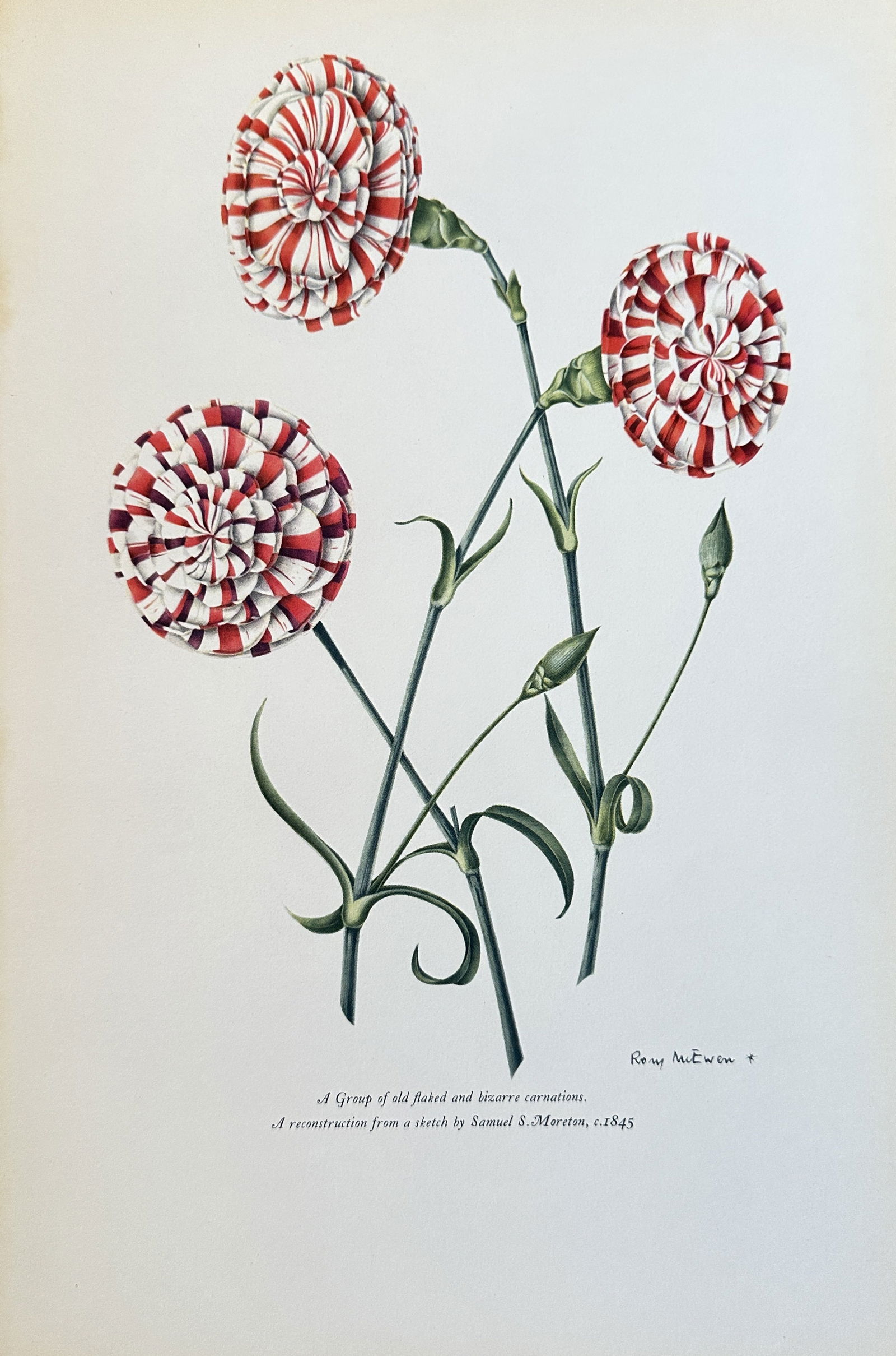 Rory McEwen (1932-2007) – A Group of old Picked and bizarre carnations – Chromolithograph (1 of 2)